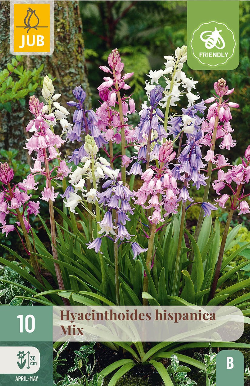 Hyacinthoides hispanica Mischung