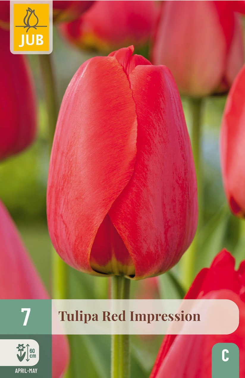 Darwin-Hybrid-Tulpen Red Impression