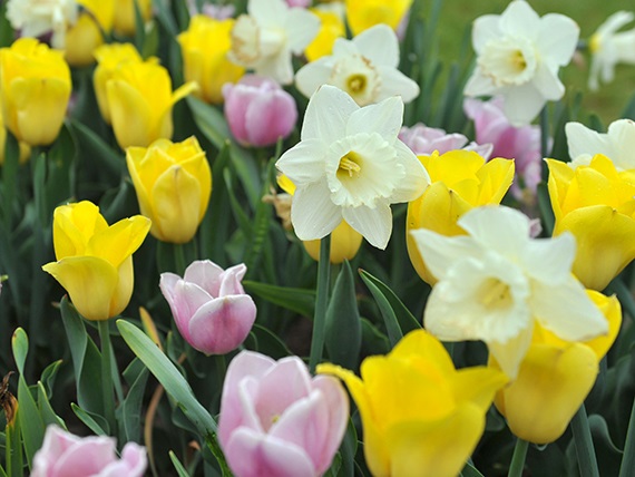 Blumenzwiebel-Mischung Sankt Klara