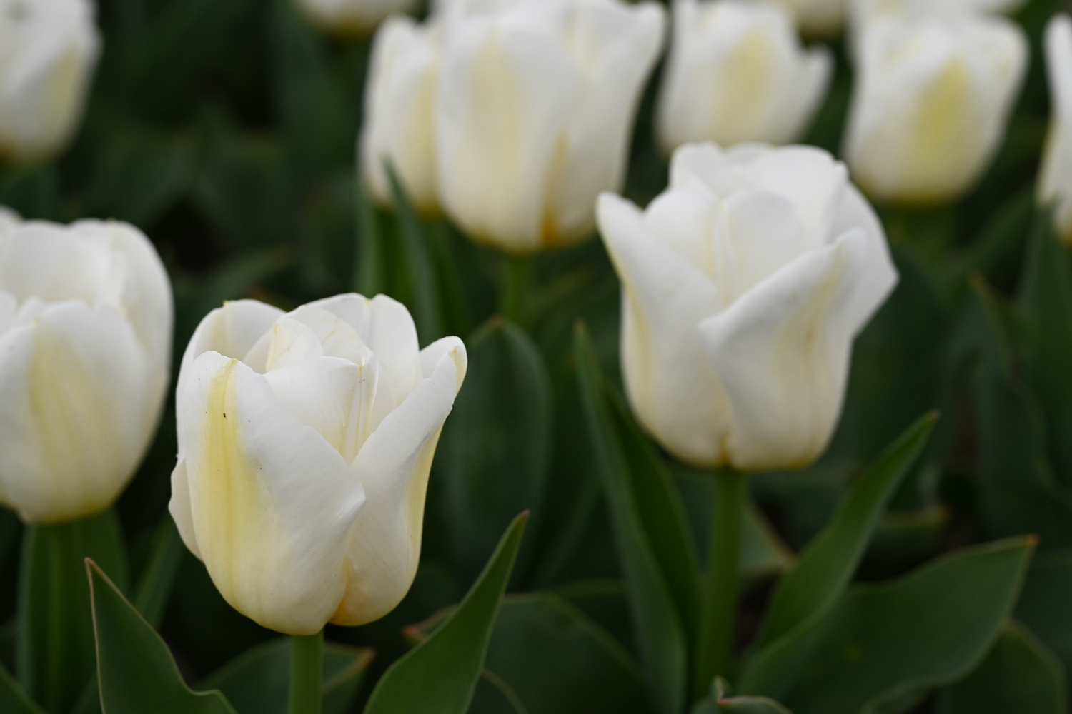 Triumph-Tulpen Calgary, Topf