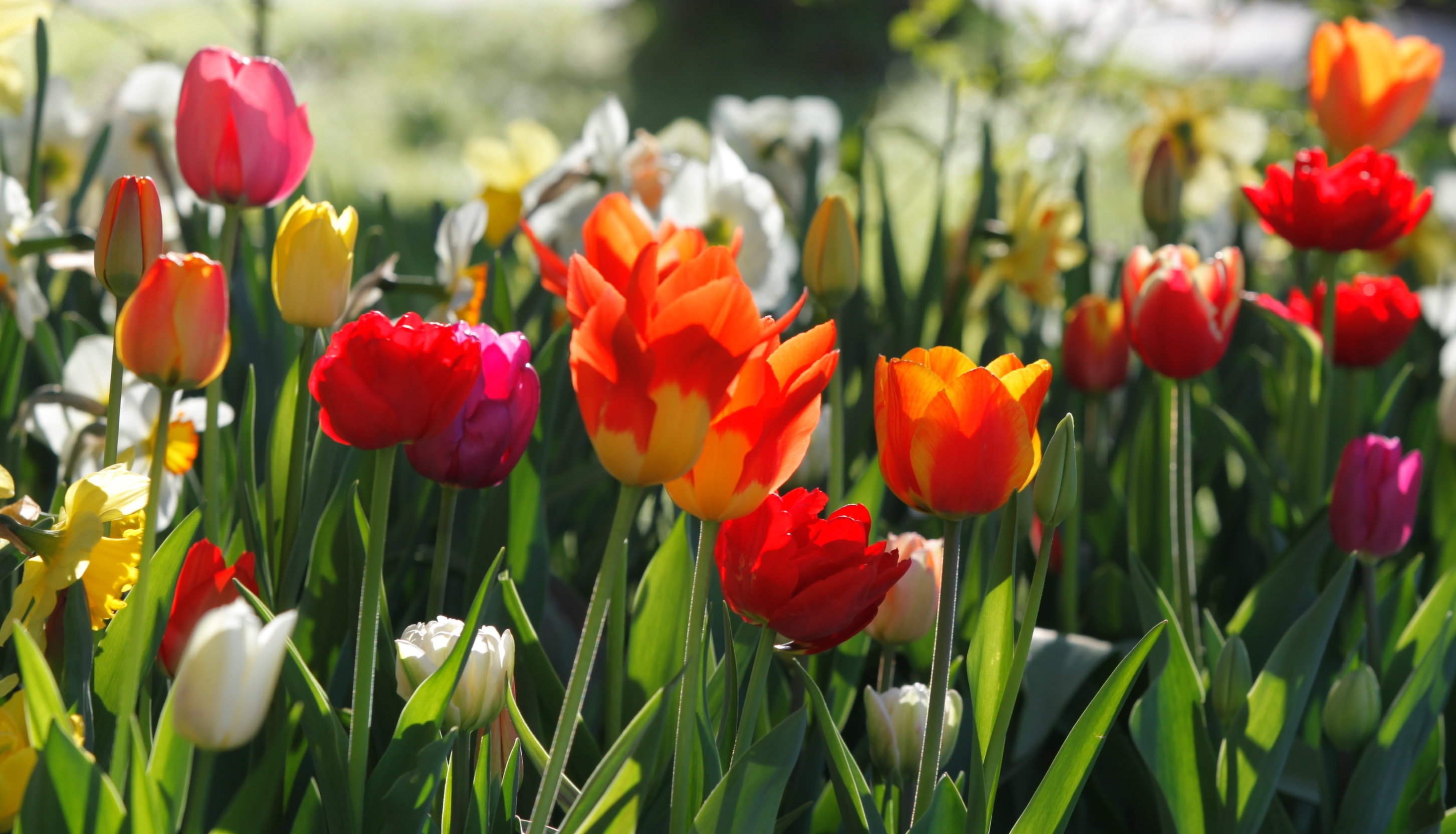 Nahaufnahme bunter Tulpen im Frühlingsgarten mit roten, orange, gelben, weißen und rosa Blüten, grünen Blättern und Stängeln, Sonnenlicht im Hintergrund