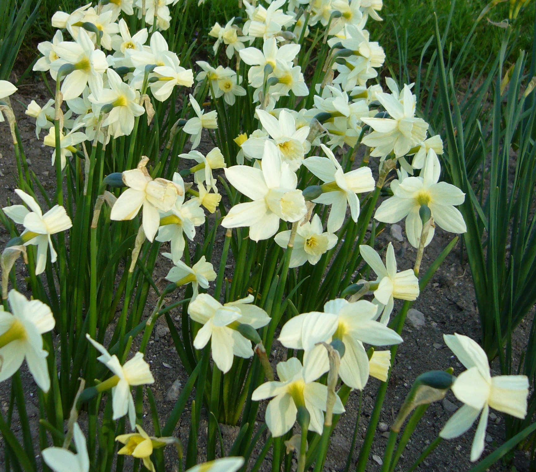Weiß-gelbe Narzissen (Osterglocken) in voller Blüte auf einem Gartenbeet, grüne Blätter und Erde im Hintergrund