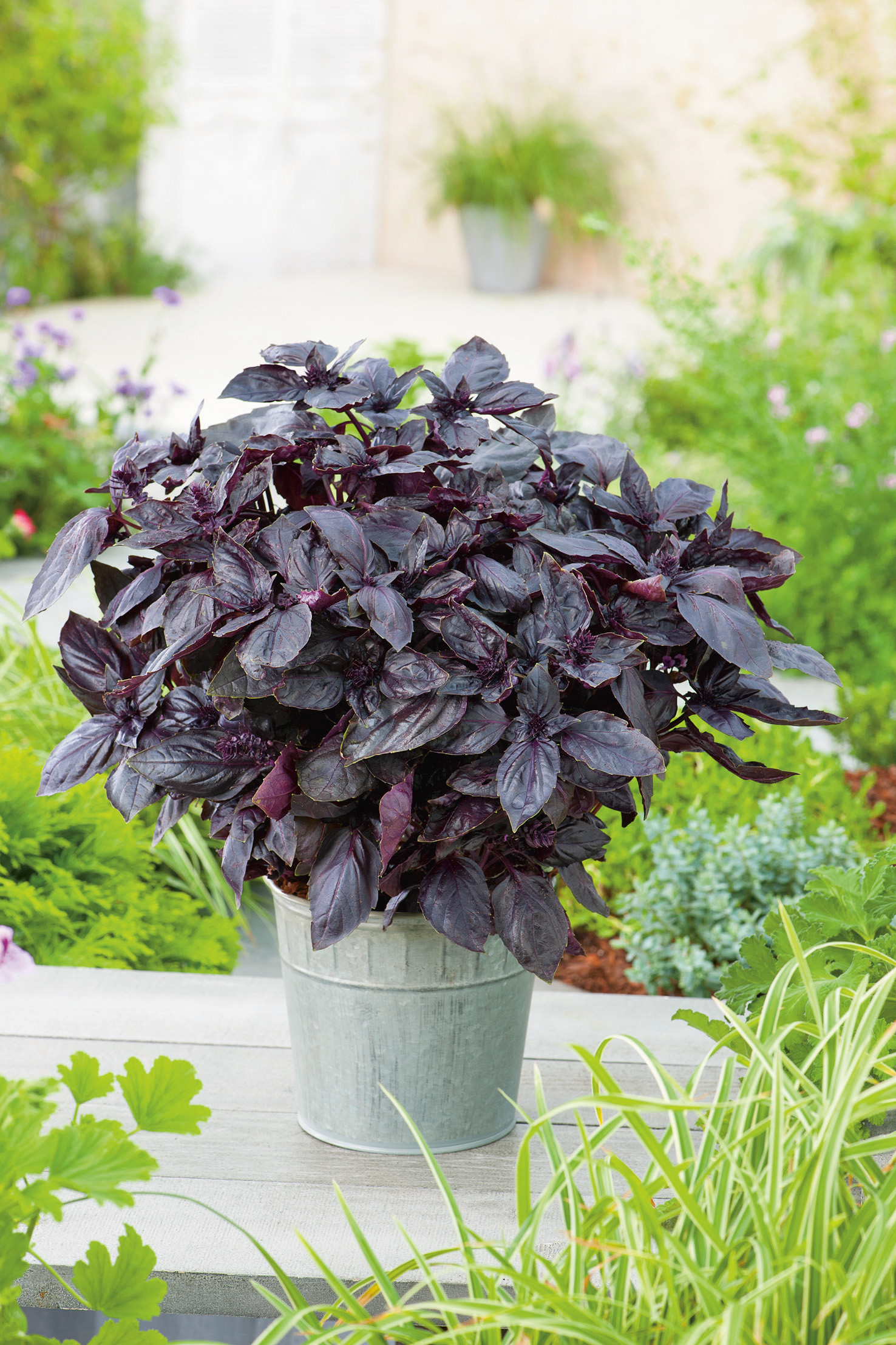 Basilikum Rotes Red Rubin