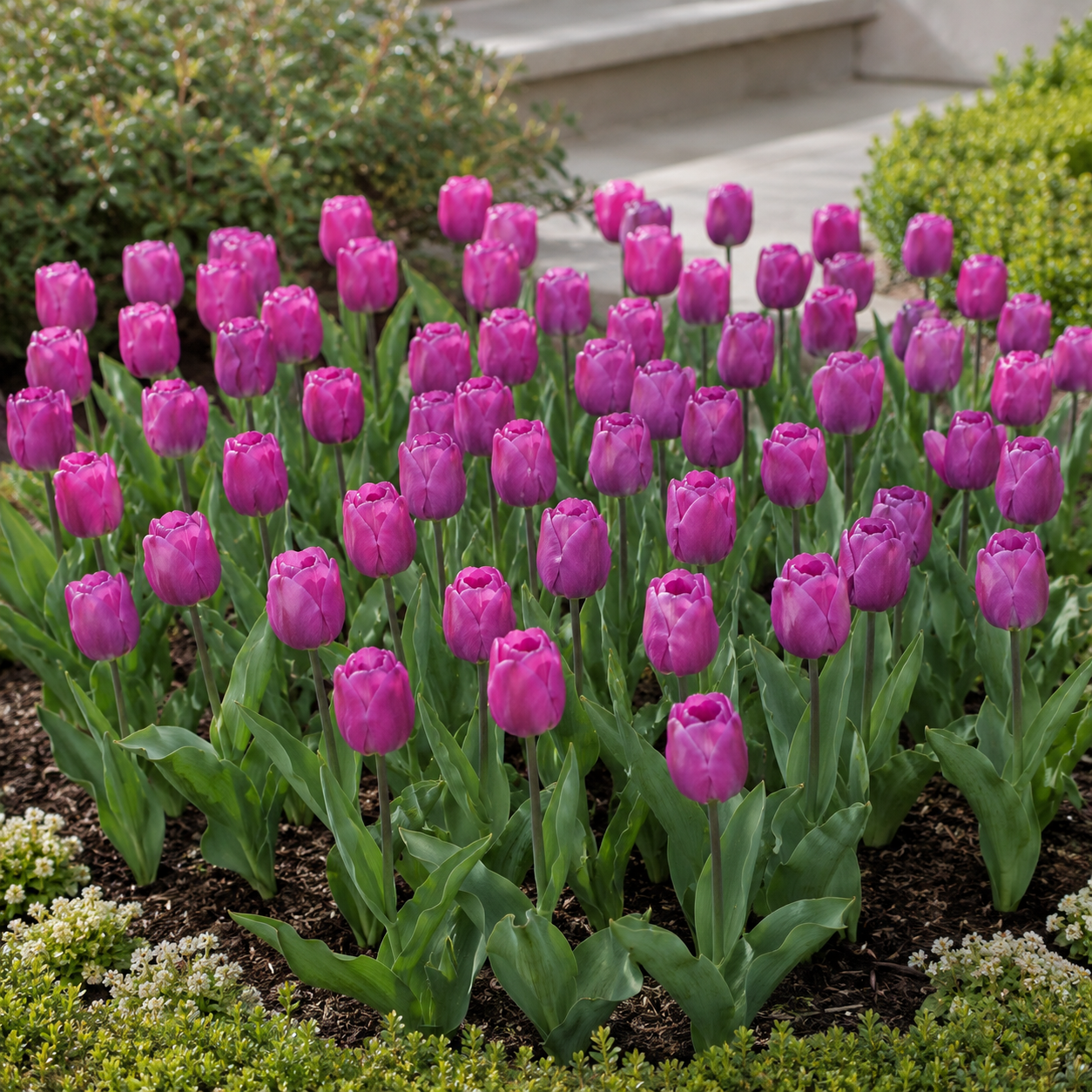 Einfache frühe Tulpen Purple Prince