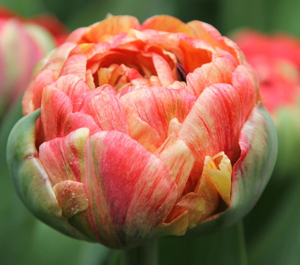 226432_Gef. späte Tulpen Gudoshnik Double Nahaufnahme einer gefüllten Tulpenblüte in apricot-rosa mit gelben und grünen Akzenten