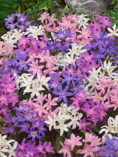 266129_Chionodoxa Mix Nahaufnahme eines dichten Blütenteppichs mit vielen sternförmigen Frühlingsblüten in Weiß, Rosa und Violett