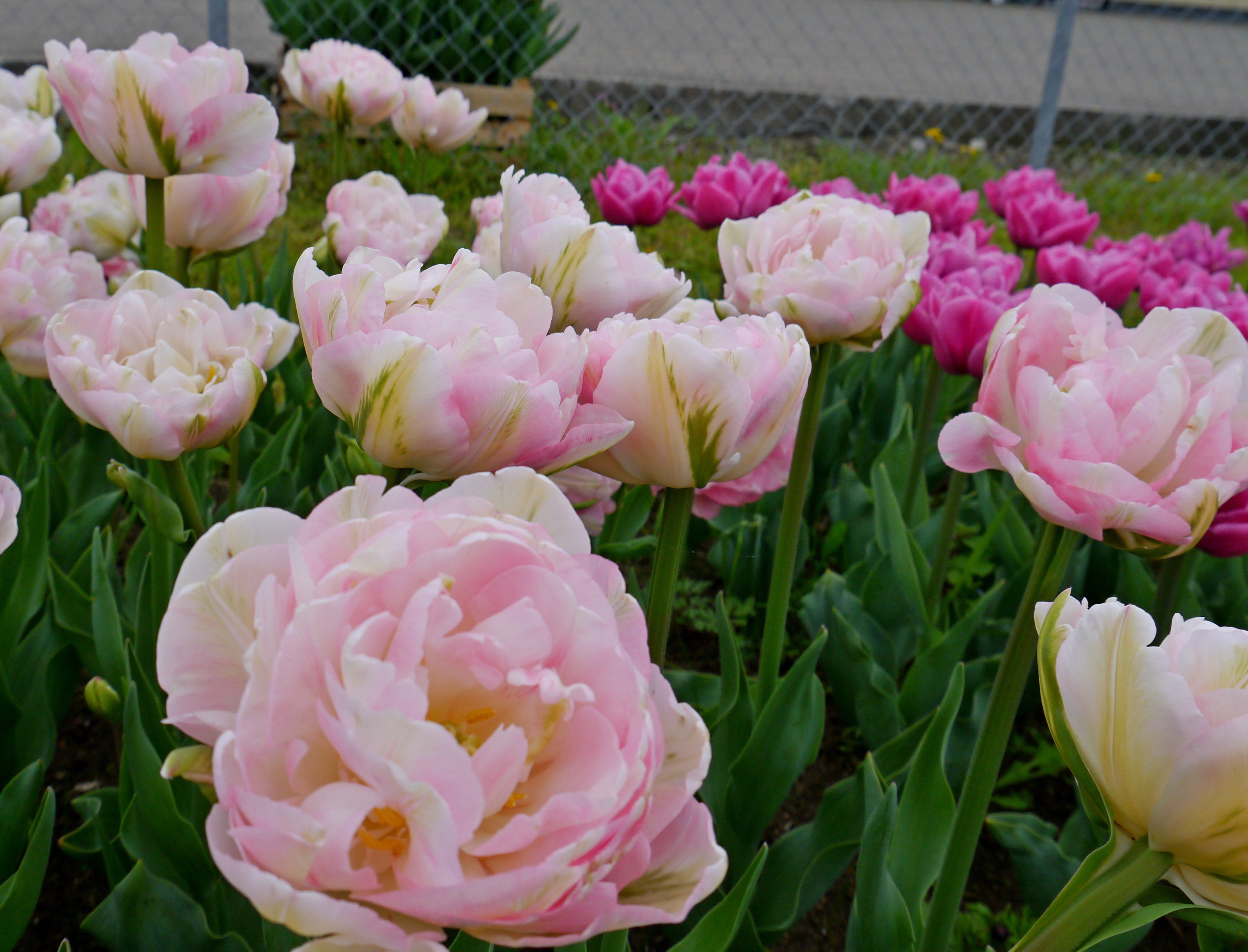 222792_Gef. späte Tulpen Finola_1 Nahaufnahme gefüllter rosa Tulpen (Pfingstrosen-Tulpen) in einem Beet, im Hintergrund weitere pinke Tulpen und ein Drahtzaun