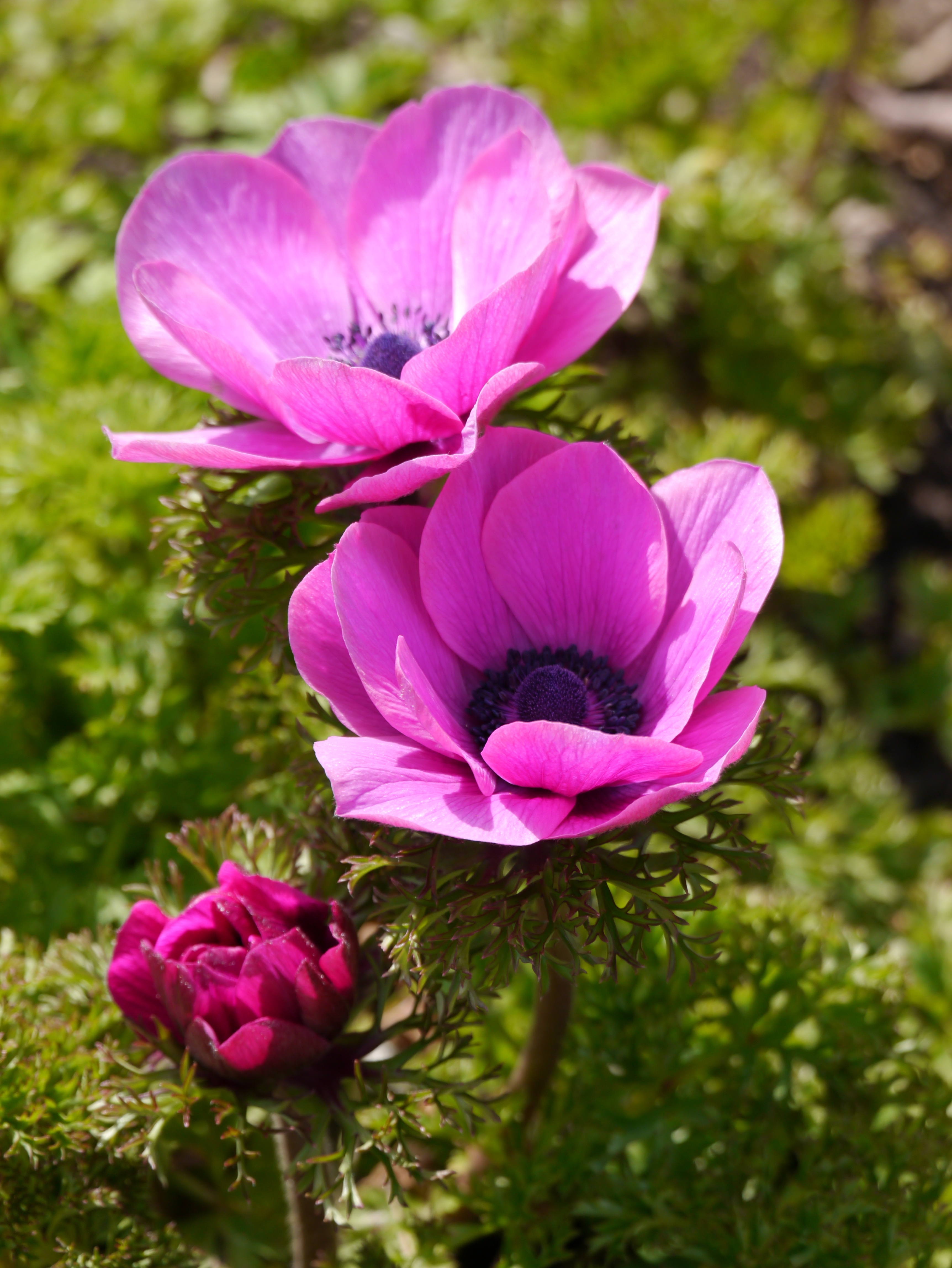 Anemonen coronaria Sylphide mit strahlend pink-violetten Blüten, schwarzer Mitte und dunkelgrünem Laub im Freiland