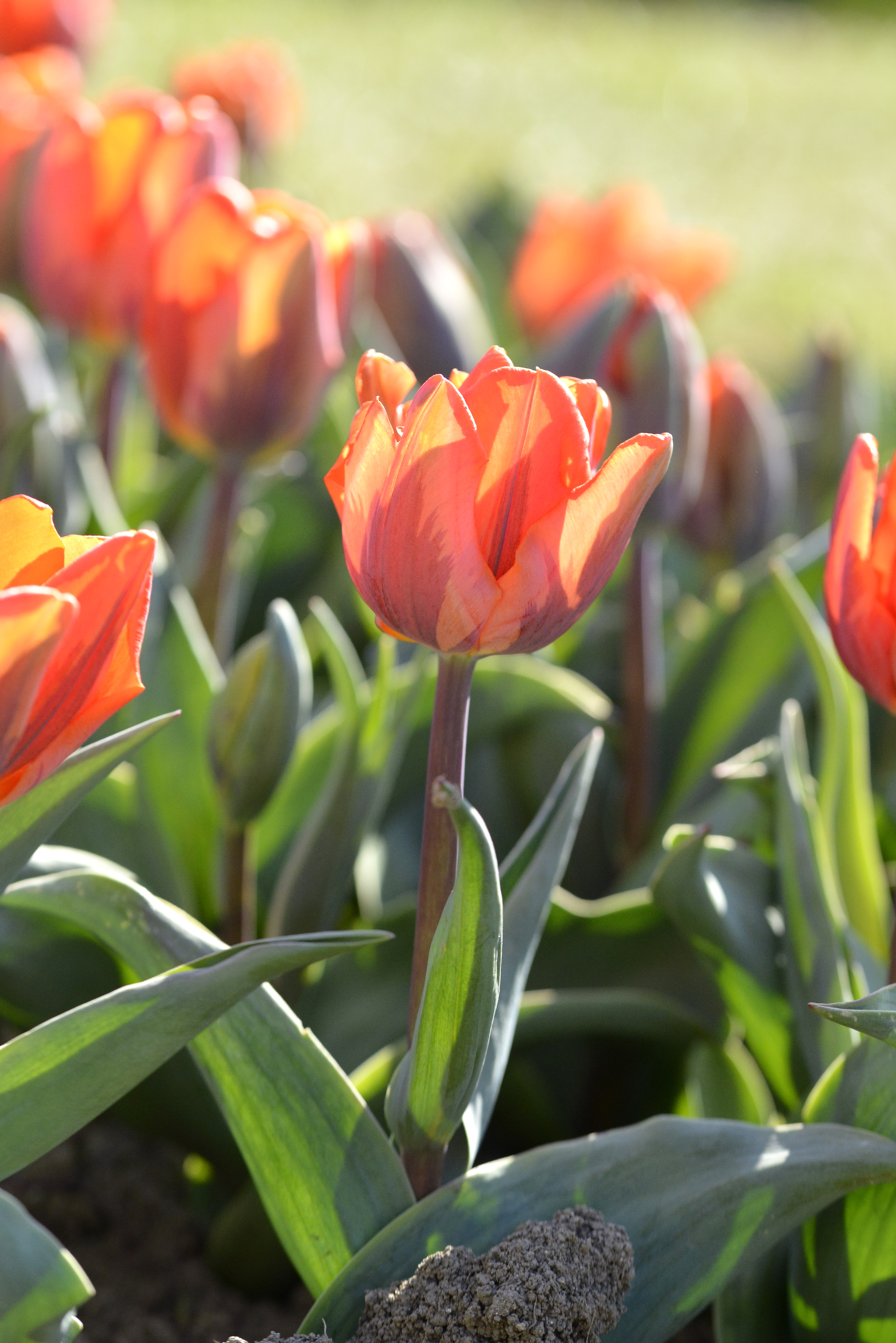 Nahaufnahme einer roten Tulpe im Sonnenlicht mit grünen Blättern und weiteren Tulpen im Hintergrund