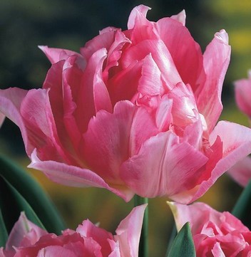 Gefüllte frühe Tulpen Peach Blossom