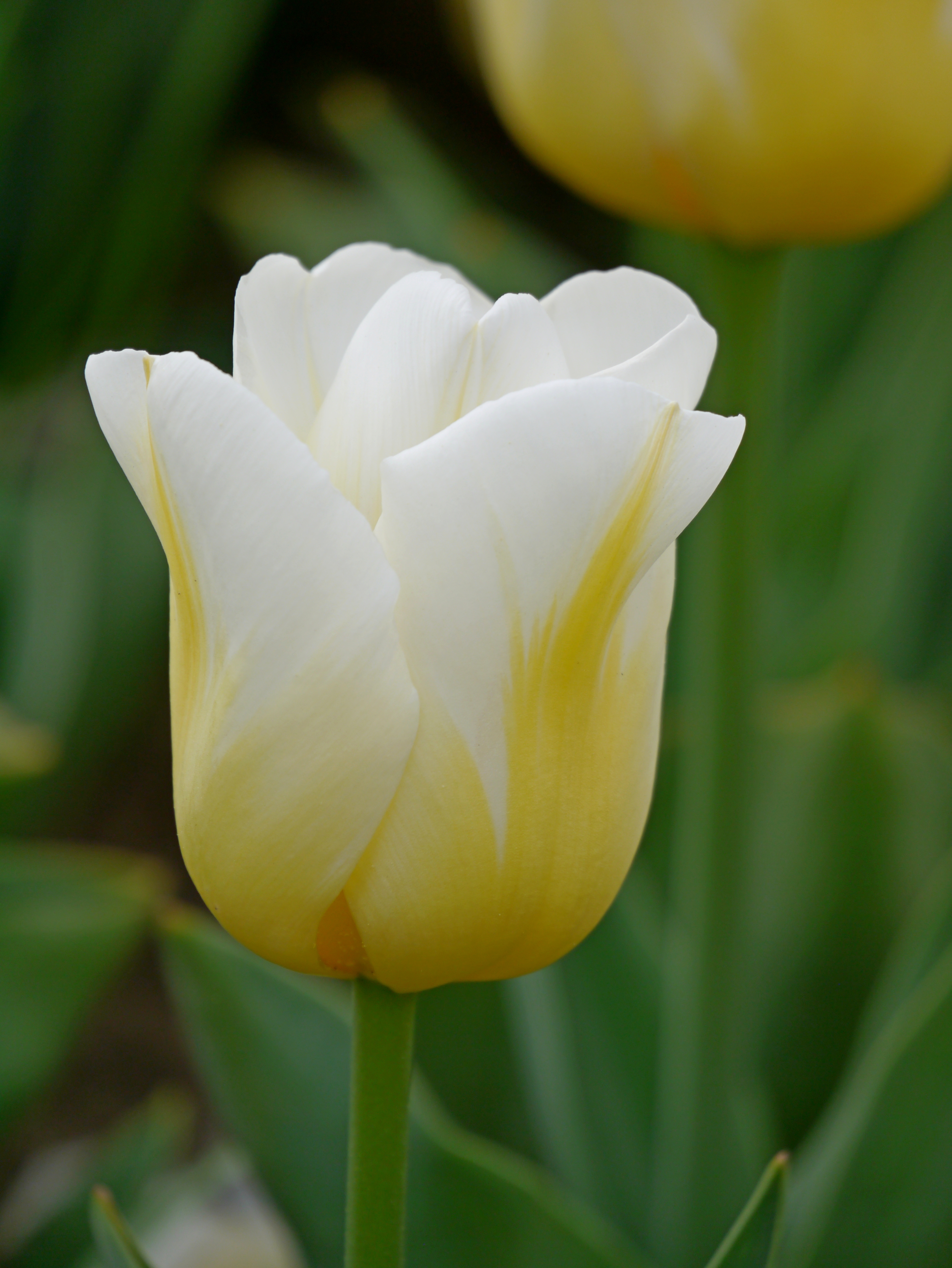 Nahaufnahme einer weißen Tulpenblüte mit zarten gelben Verläufen an den Blütenblättern, grüner Stängel und unscharfer Hintergrund