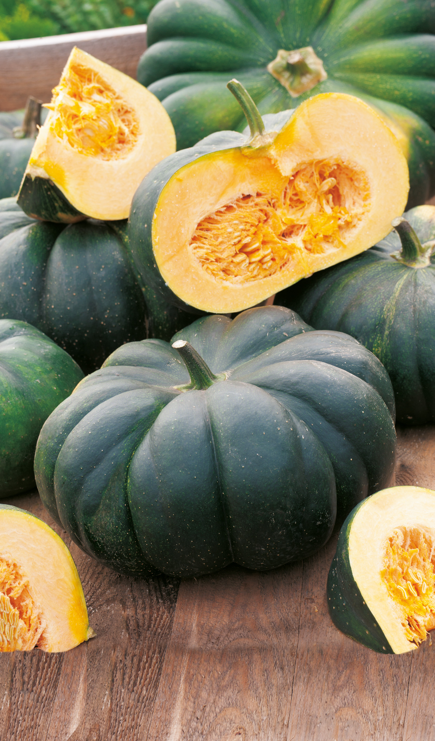 Speisekürbis Mini Muscat de Provence