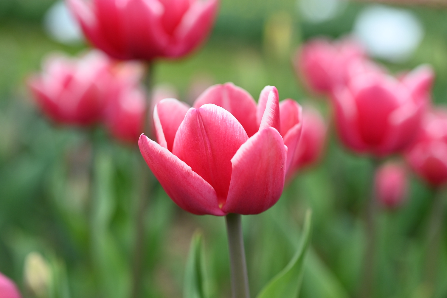 Rosa Tulpe Nahaufnahme im Frühlingsgarten, einzelne Blüte im Vordergrund, unscharfer Hintergrund mit weiteren Tulpen und grünem Laub
