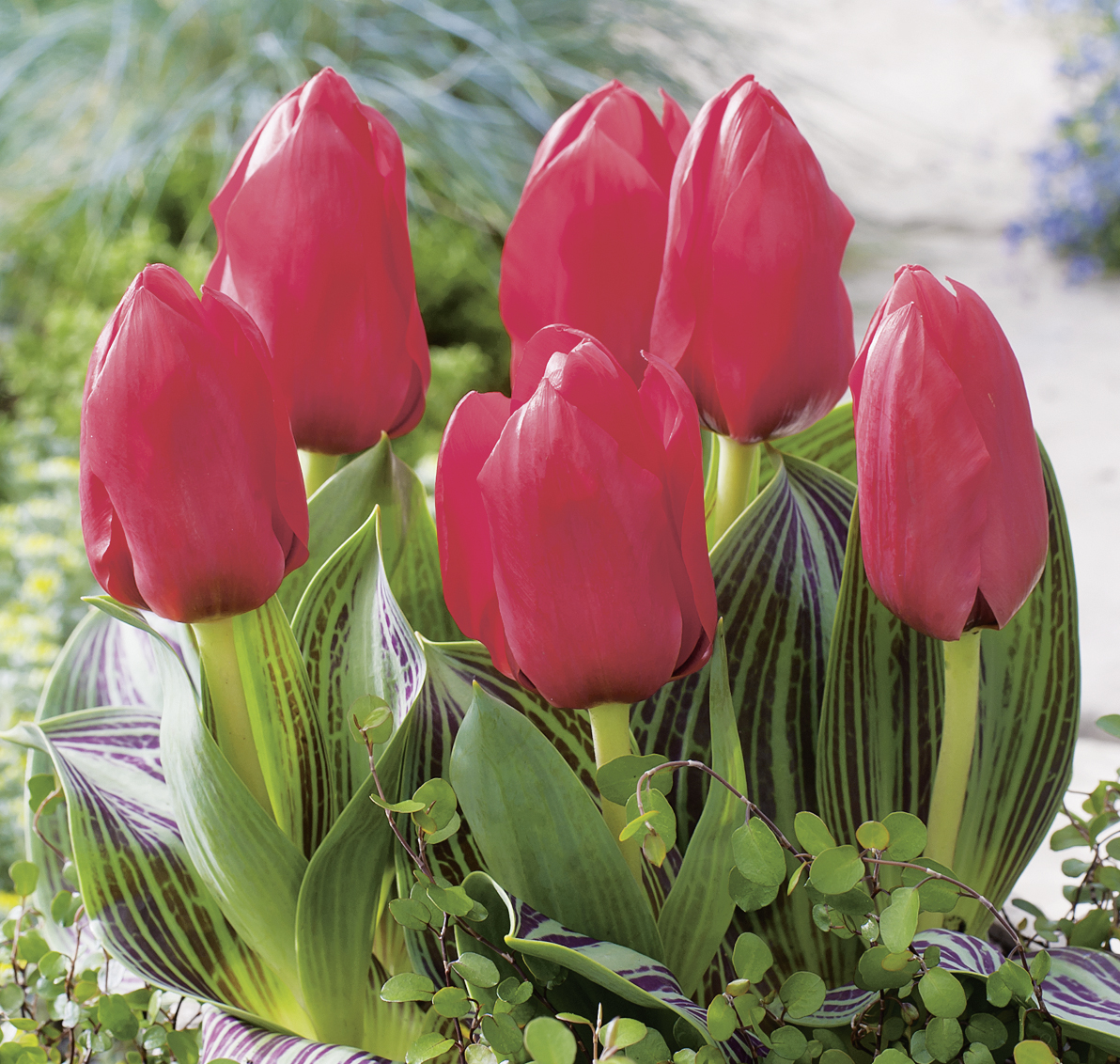 52830_Greigii-Tulpen Rotkäppchen FM Nahaufnahme von sechs roten Tulpen in einem Beet, mit grünen und violett gestreiften Blättern und kleinen Bodendeckerpflanzen