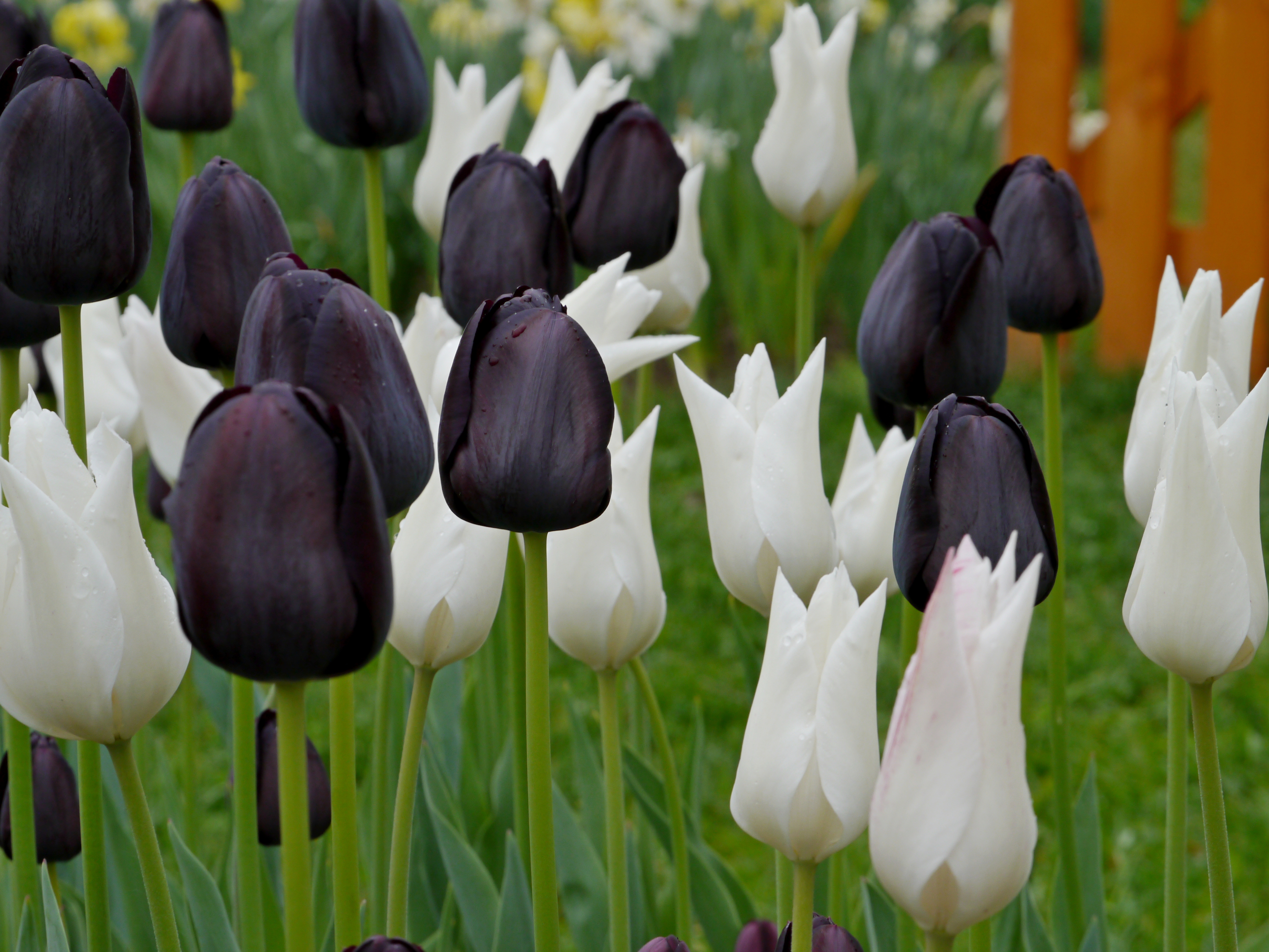 Tulpen Mischung Black and White