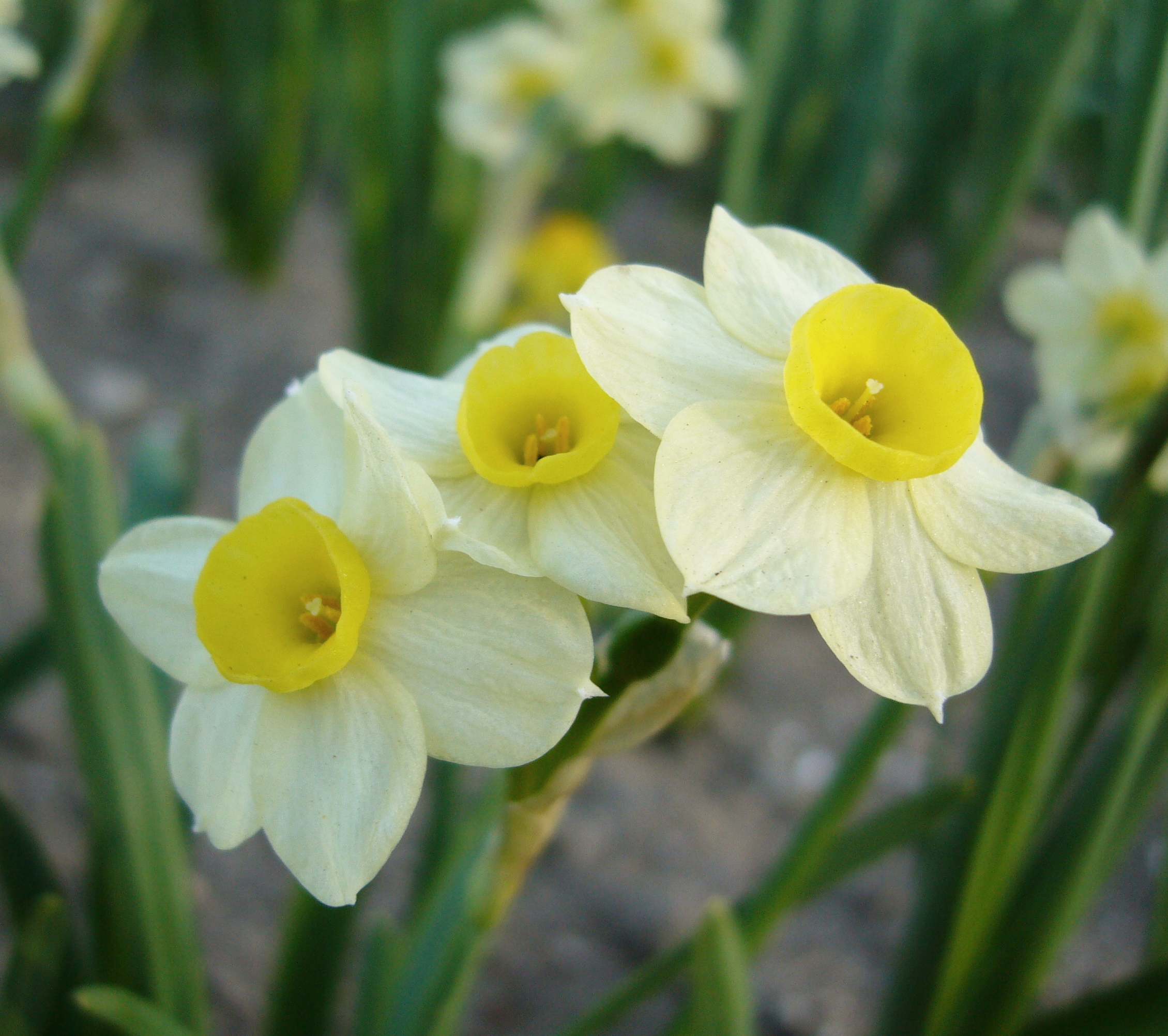 Nahaufnahme von drei gelb-weißen Narzissen mit kleinen gelben Trompeten und grünen Blättern im Hintergrund
