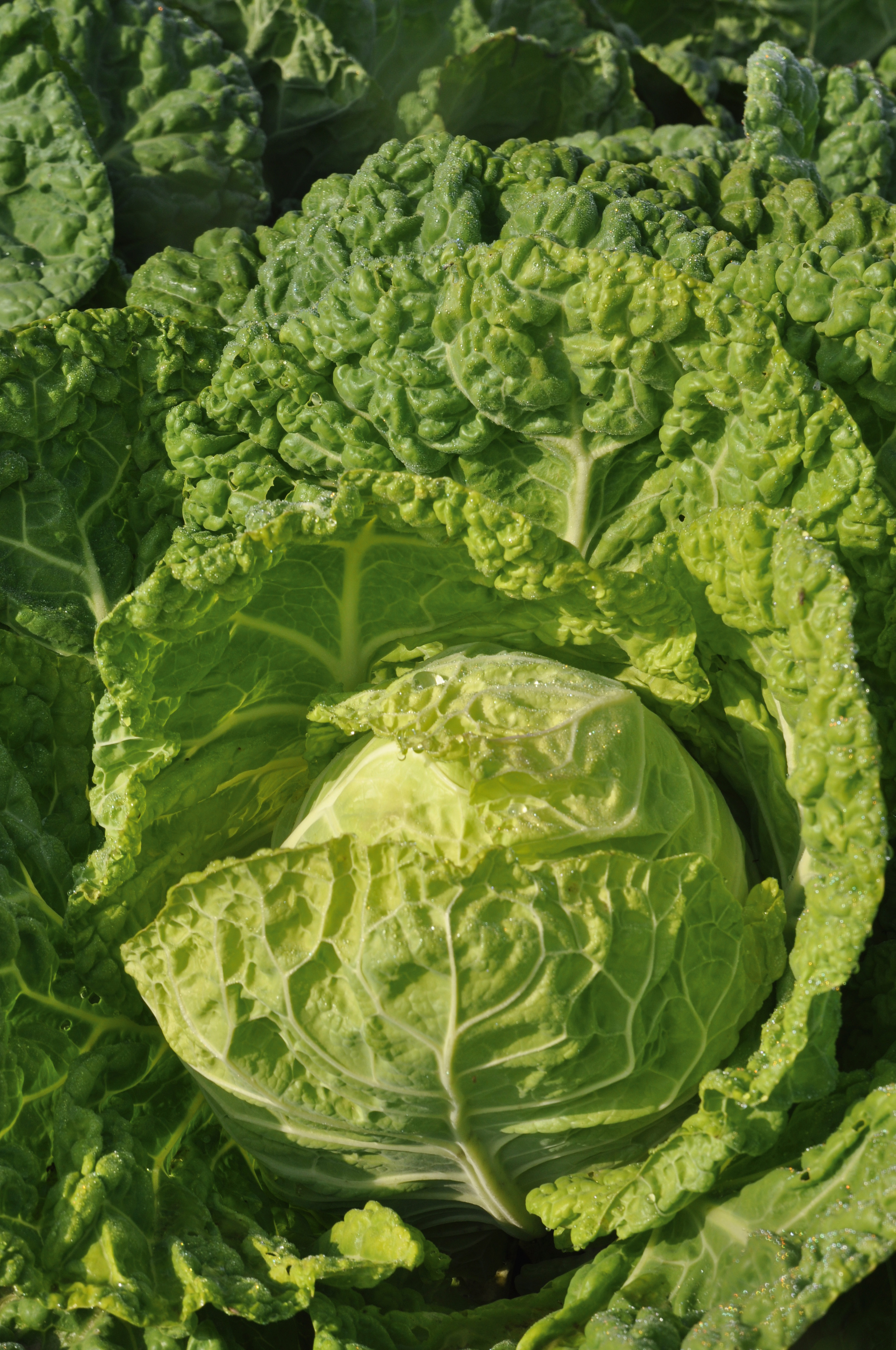 Butterkohl Goldvital