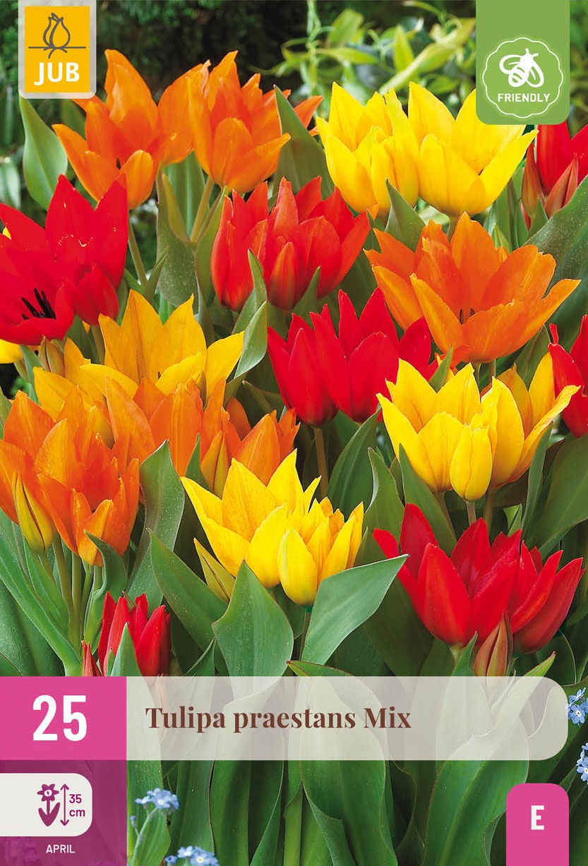 Tulpen Mischung Praestans Mix