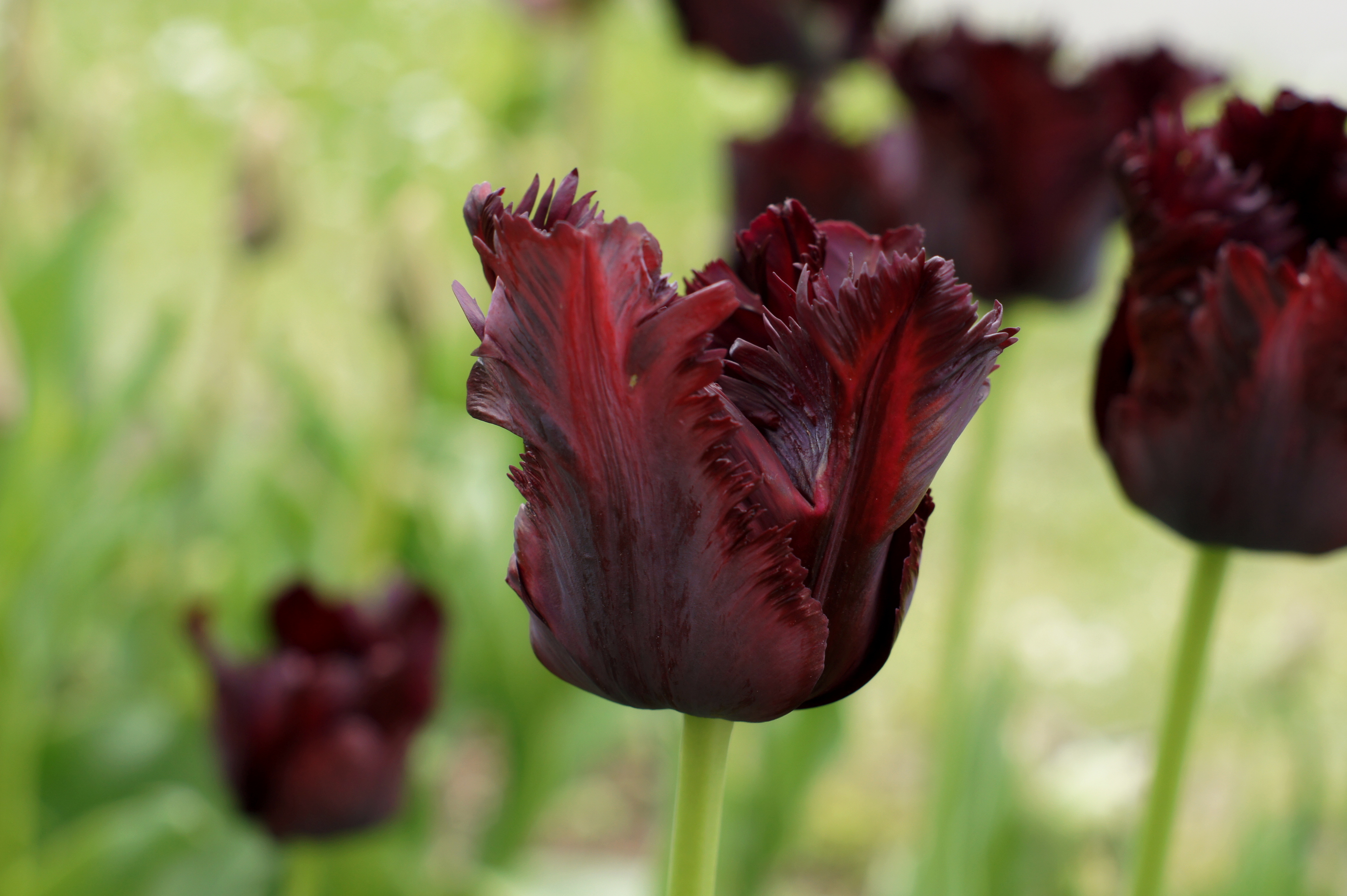 228032_Papagei-Tulpen Black Parrot_1