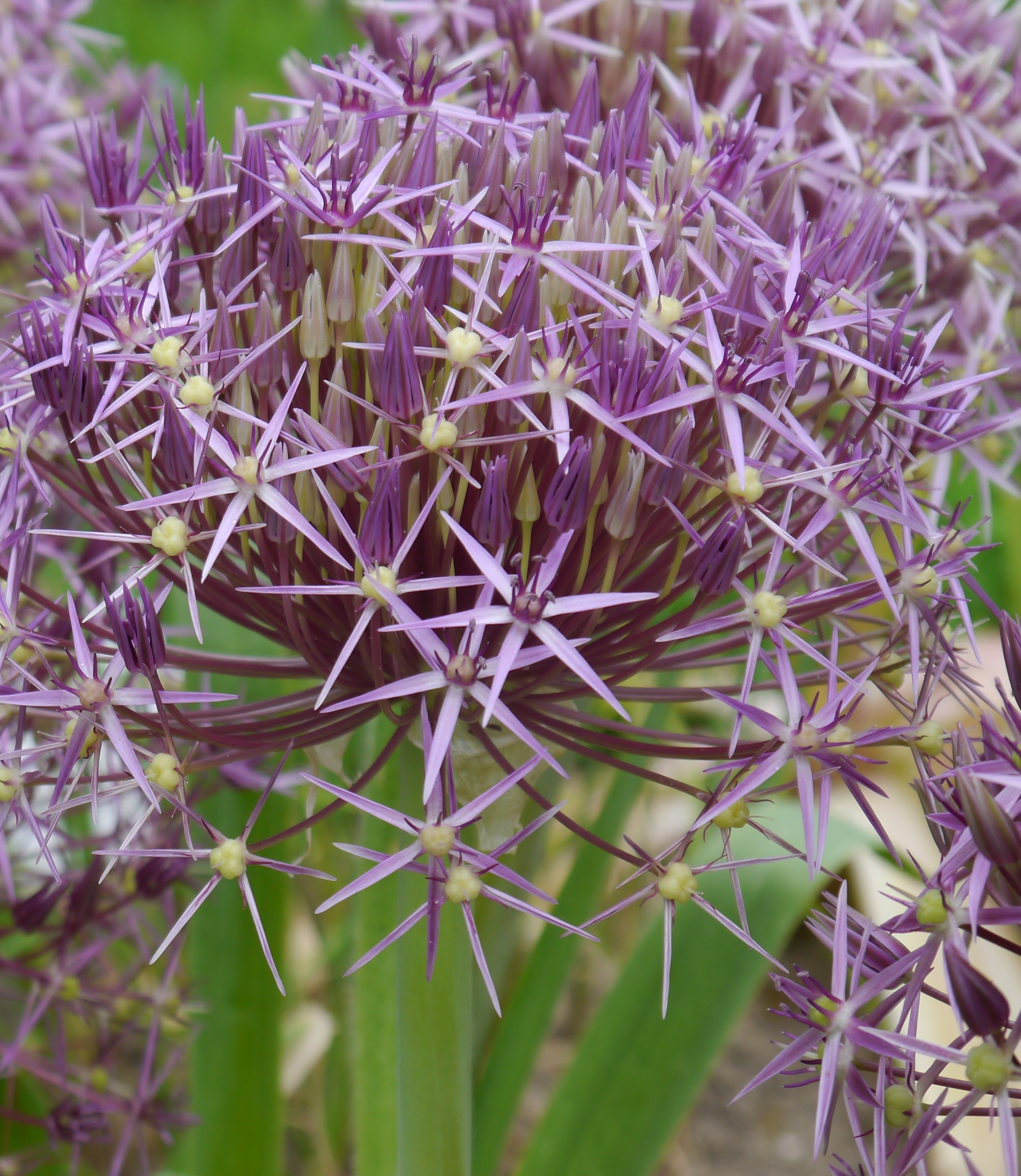 265060_Allium christophii_1 Nahaufnahme einer lila Allium-Blüte (Zierlauch) mit zahlreichen sternförmigen Einzelblüten, die einen kugeligen Blütenstand bilden; grüne Stängel im Hintergrund.