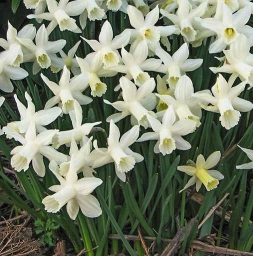 242151_Cyclamineus-Narzissen Ice Baby Dichtes Beet mit blühenden weißen Narzissen (Narcissus) mit cremegelber Trompete und grünen schmalen Blättern