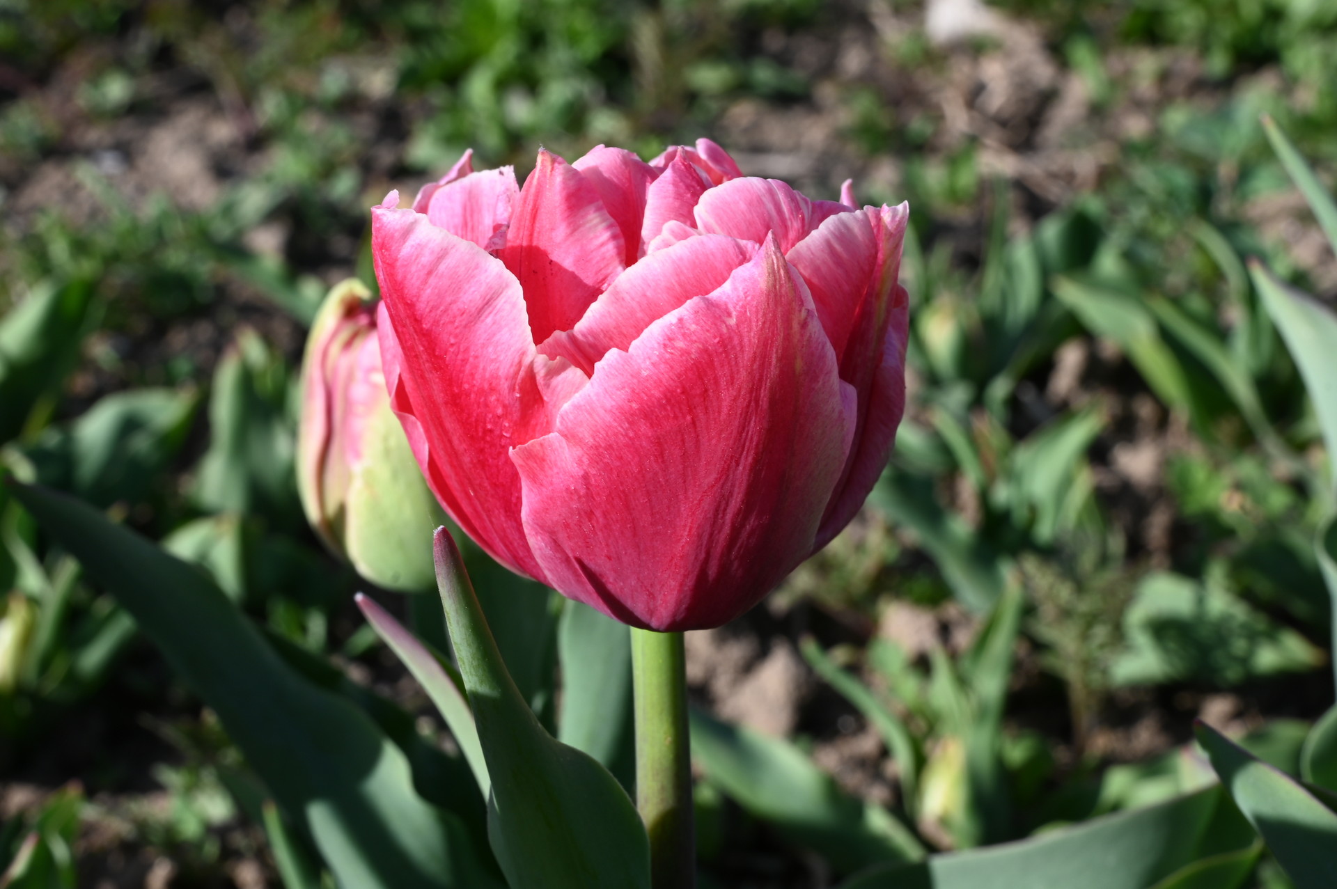 Gefüllte frühe Tulpen Verona Sunrise