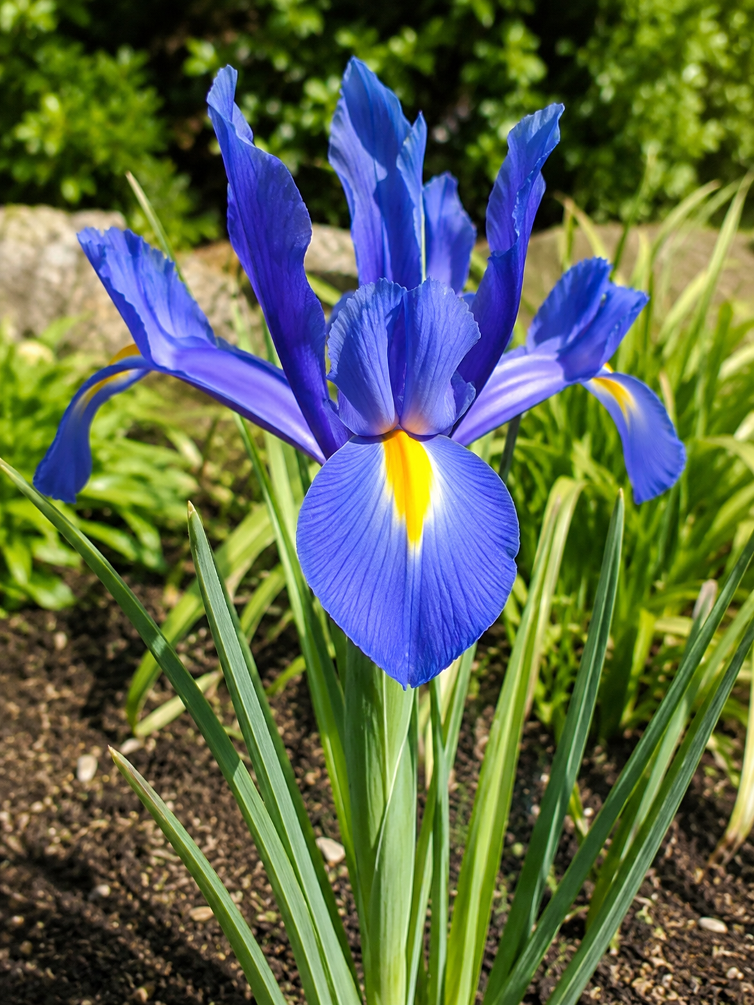 Iris hollandica Blue Magic