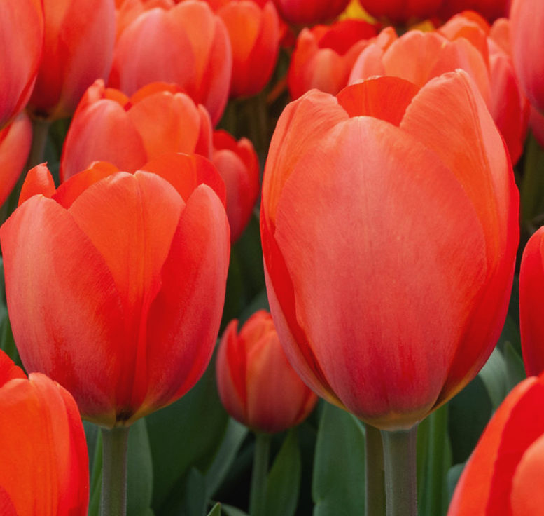 Nahaufnahme mehrerer roter Tulpen mit grünen Stielen, leuchtende Blüten im Frühlingslicht