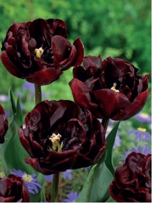 222432_Gef. frühe Tulpen Palmyra_visi126123_VP Nahaufnahme von gefüllten Tulpen mit tiefdunkelroten, fast schwarzen Blüten vor unscharf grünem Hintergrund