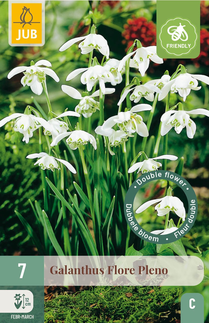 Galanthus nivalis Flore Pleno