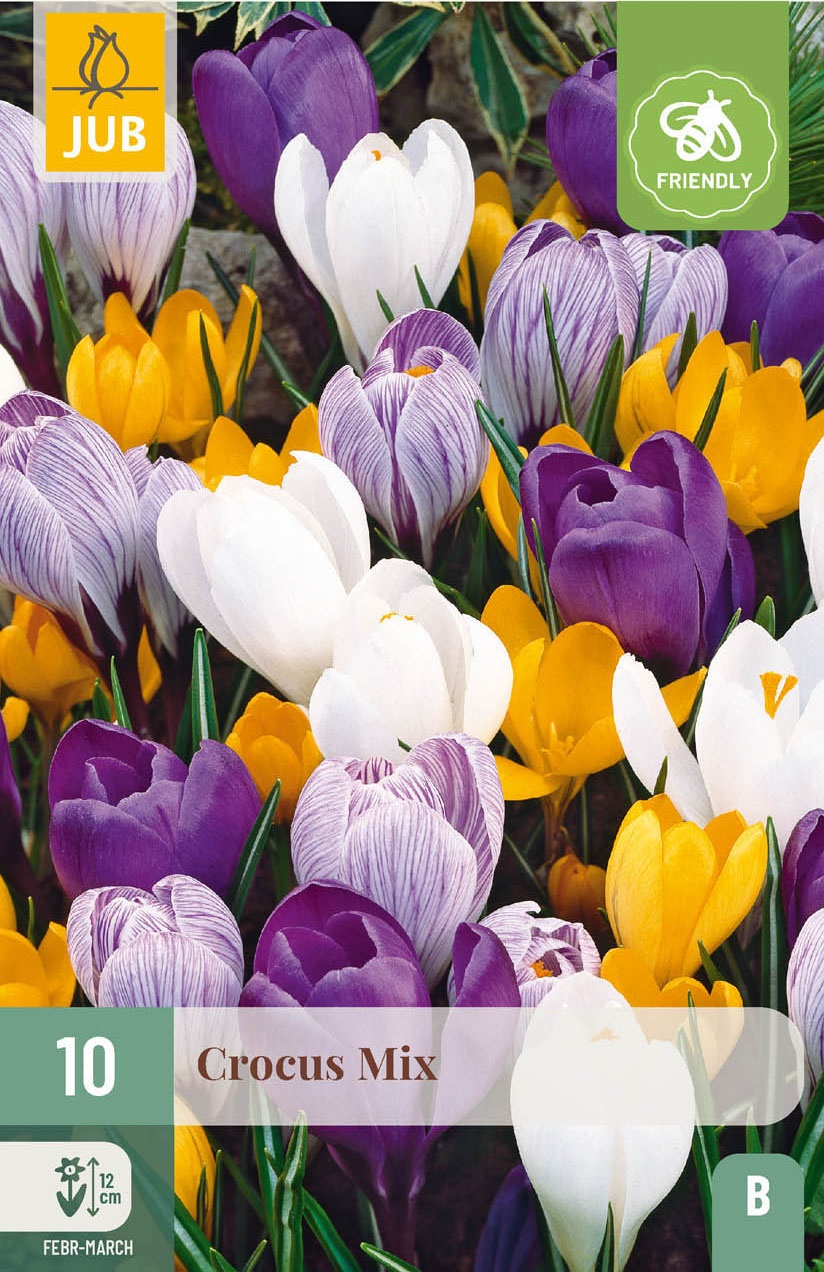 Krokusse Prachtmischung