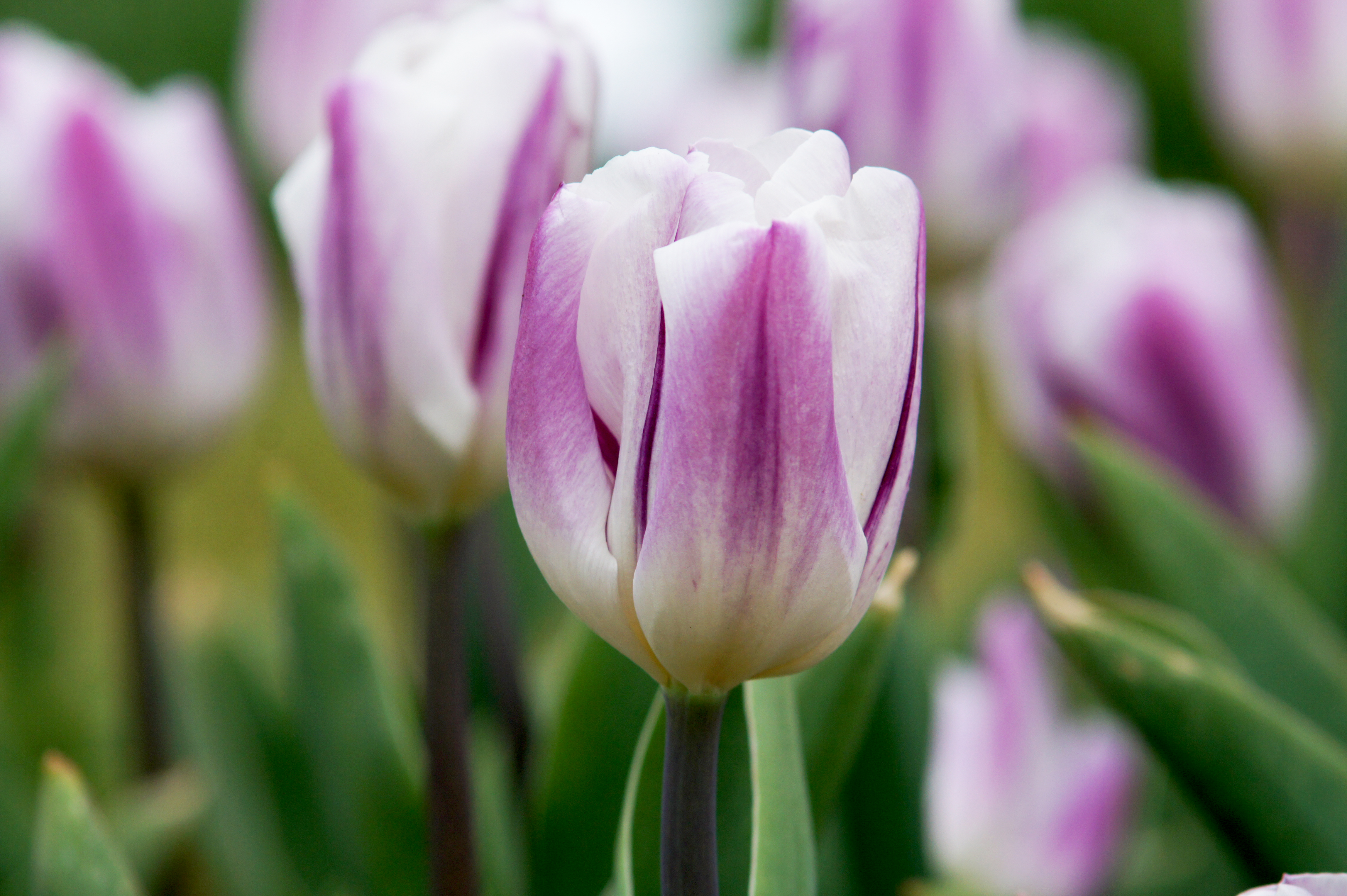 223862_Triumph-Tulpen Rems Favourite_1 Nahaufnahme einer pastellviolett-weißen Tulpenblüte mit grünem, unscharfem Hintergrund