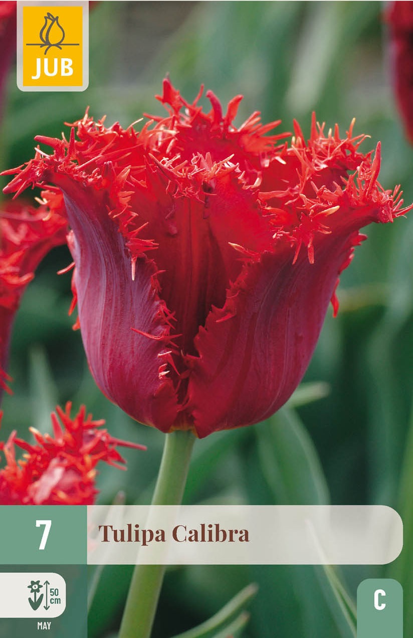Crispa-Tulpen  Calibra
