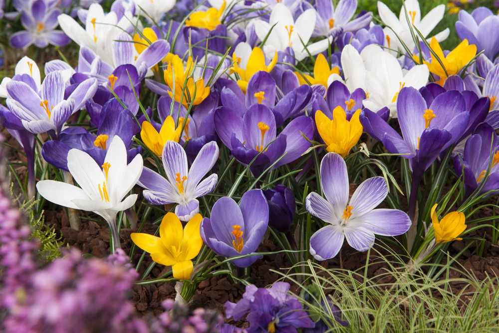 59013_Krokus Mischung Nahaufnahme von Krokussen im Beet: weiße, violette und gelbe Blüten mit grünen Blättern und Erde