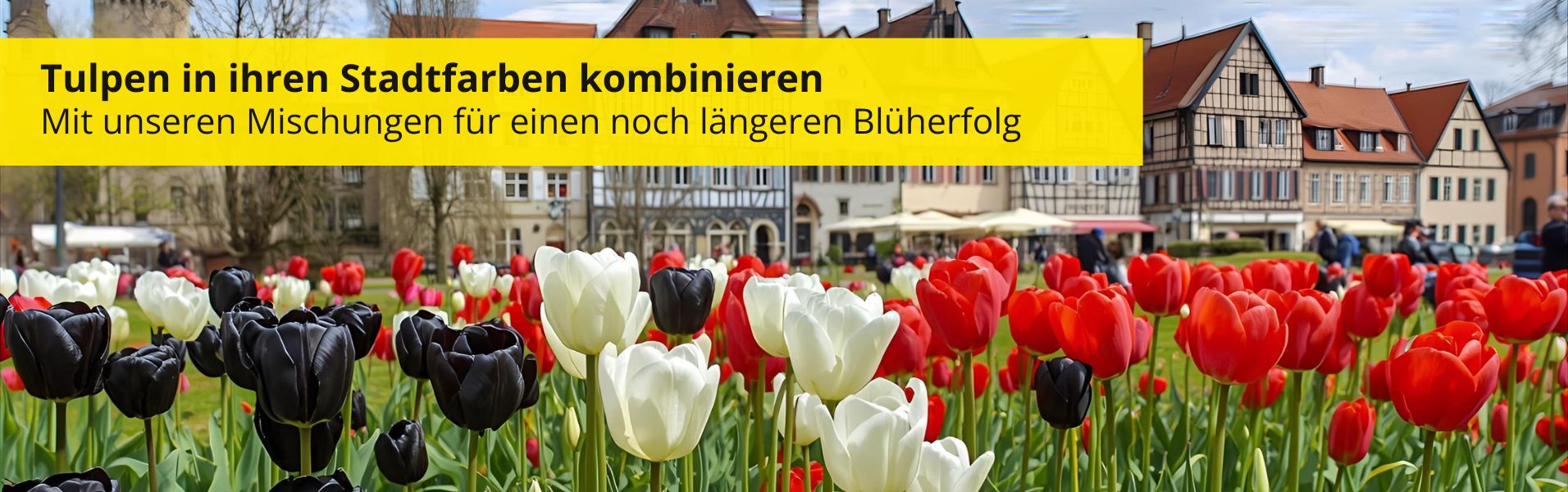 Tulpen in Stadtfarben Tulpen in Stadtfarben kombinieren