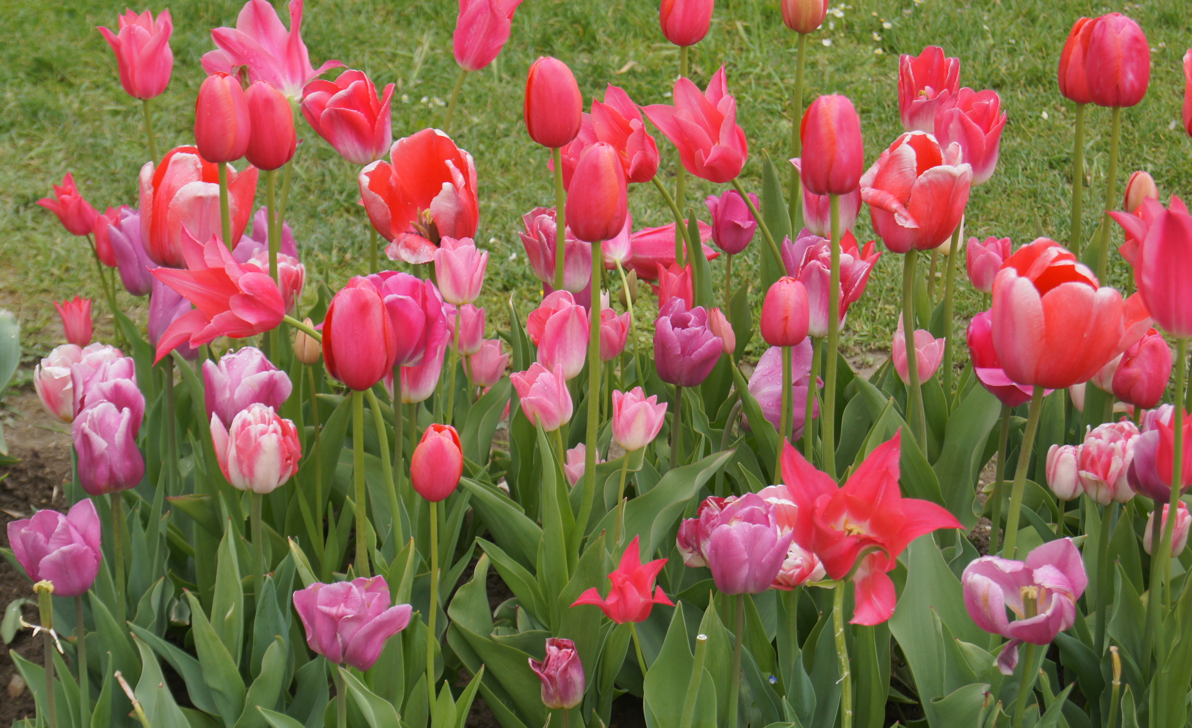 Nahaufnahme eines Blumenbeets mit rosa, pinken und roten Tulpen auf grünem Rasen
