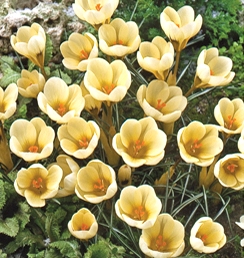 Nahaufnahme mehrerer gelber Krokusse mit grünen Blättern und Moos im Garten, helle Blütenkelche und orangefarbene Staubgefäße sichtbar