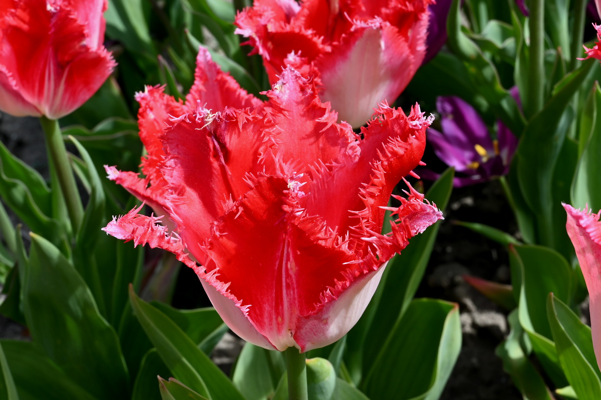 Crispa-Tulpen Sweets Paradise