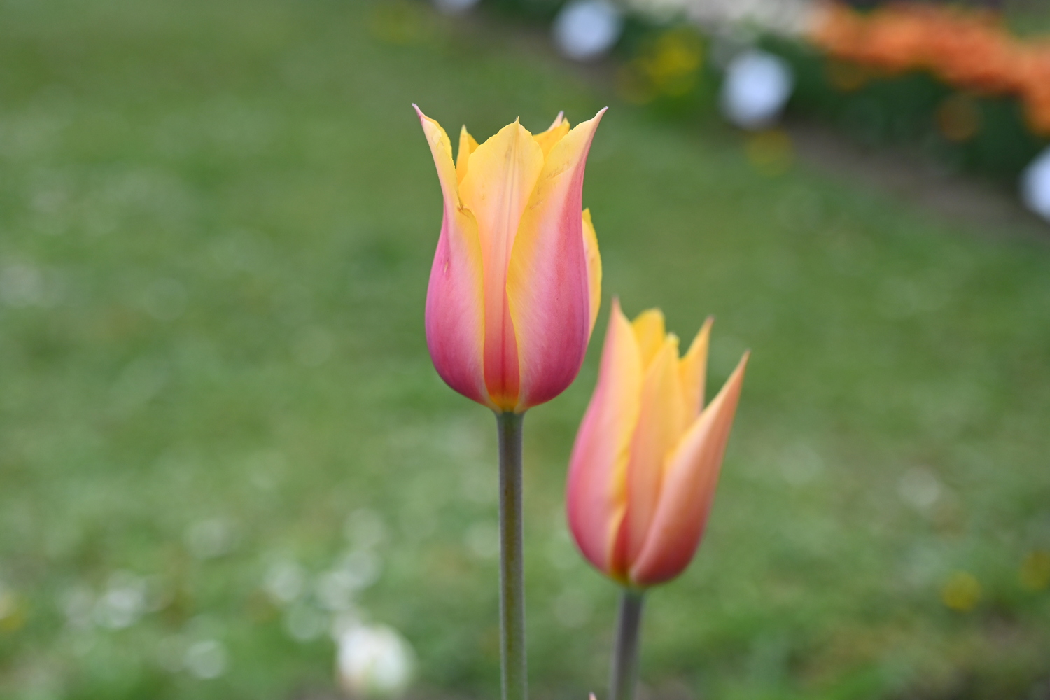 Nahaufnahme von zwei gelb-rosa Tulpen mit spitz zulaufenden Blütenblättern vor unscharfem grünem Hintergrund