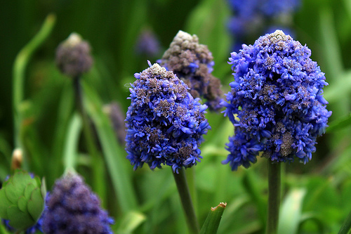 Muscari armeniacum Fantasy Creation Nahaufnahme blauer Traubenhyazinthen (Muscari) mit dichten, traubenförmigen Blütenständen vor unscharfem, grünem Hintergrund