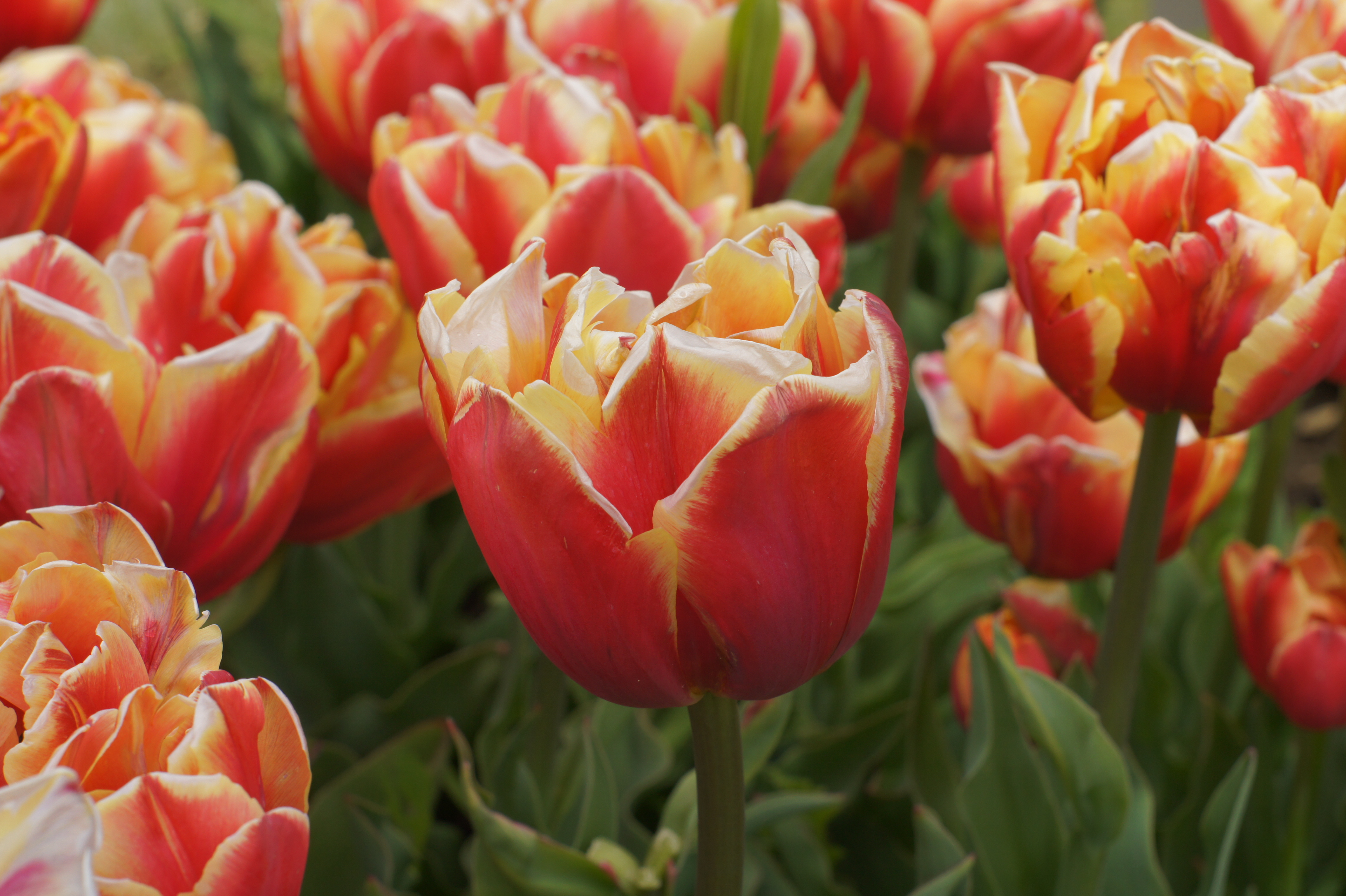 222261_Gef. späte Tulpen Double Focus Nahaufnahme einer rot-gelb gefärbten Tulpenblüte im Blumenbeet, einzelne Tulpe im Fokus