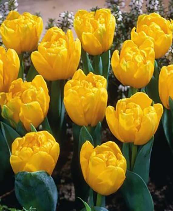 Yellow Baby Nahaufnahme von leuchtend gelben, gefüllten Tulpen mit grünen Blättern im Blumenbeet