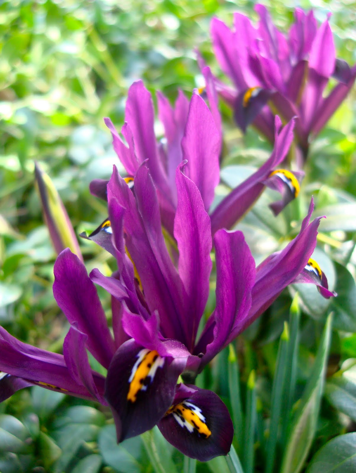 265356_Iris reticulata J.S.Dijt Nahaufnahme mehrerer violetter Irisblüten mit kräftigen gelb-weißen Zeichnungen an den Blütenblättern, scharf im Vordergrund vor unscharfem grünen Laub