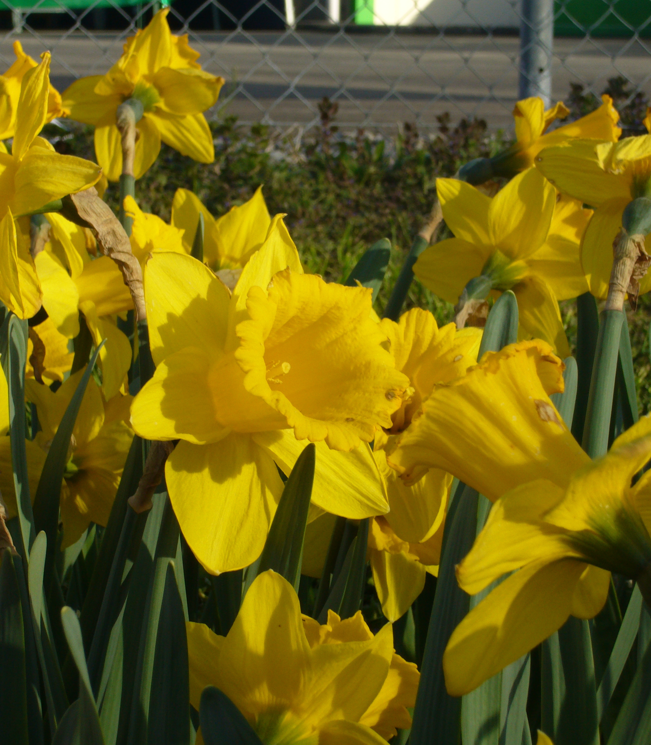248492_Trompeten-Narzissen Gigantic Star_ Nahaufnahme von gelben Narzissen (Osterglocken) mit grünen Blättern im Freien