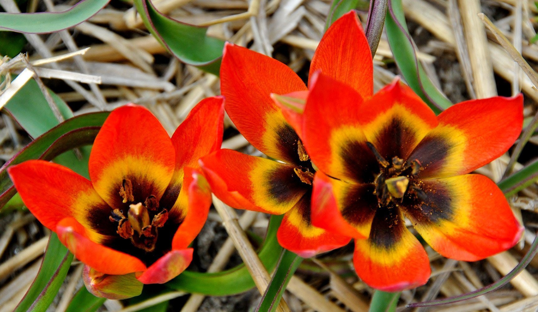 237071_Tulipa Little Princess Nahaufnahme von zwei roten Tulpen mit gelben und schwarzen Innenzeichnungen auf Strohmulch