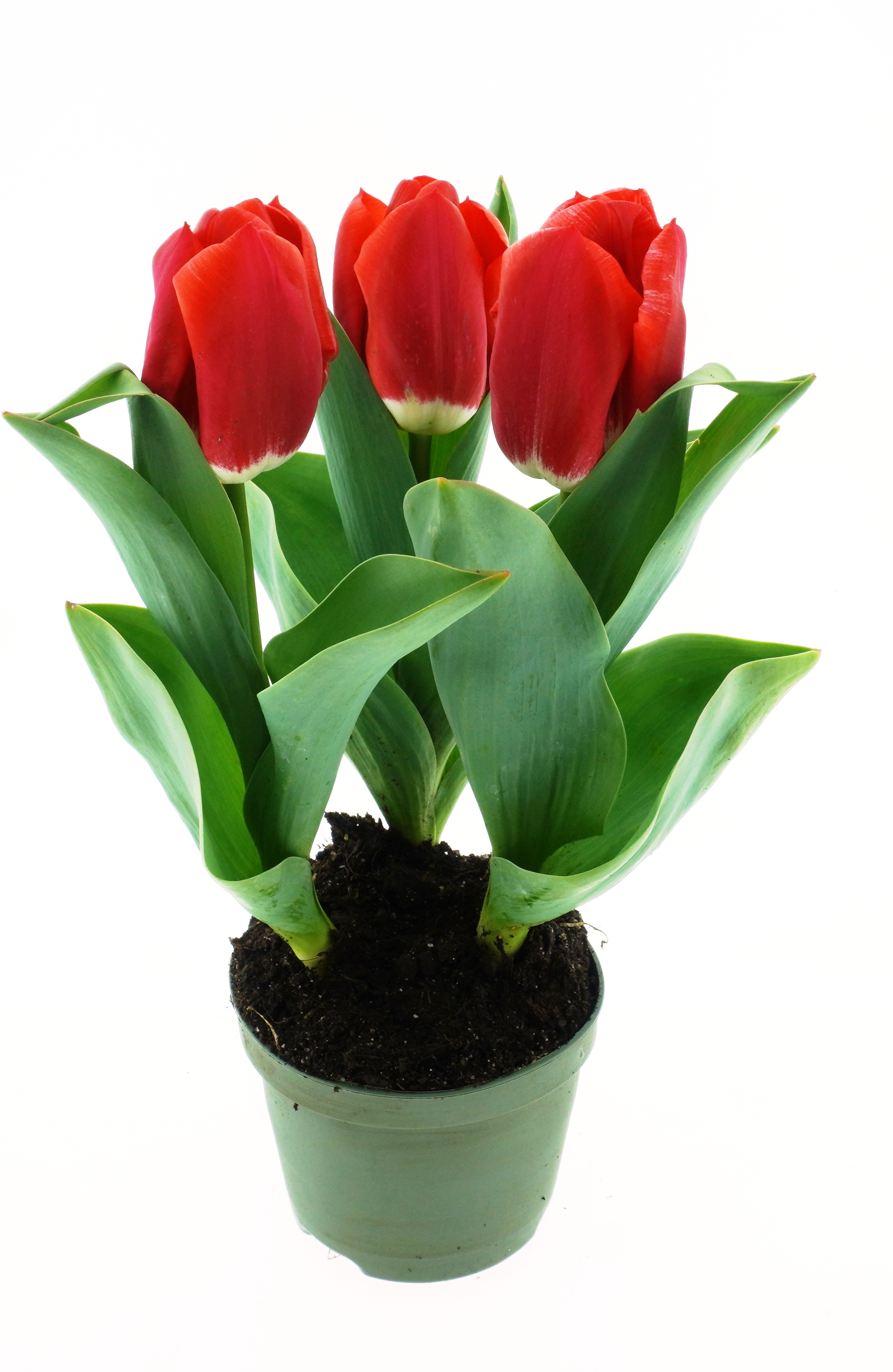 223322_Triumph-Tulpen Red Calgary Topf mit vier roten Tulpen und großen grünen Blättern auf weißem Hintergrund