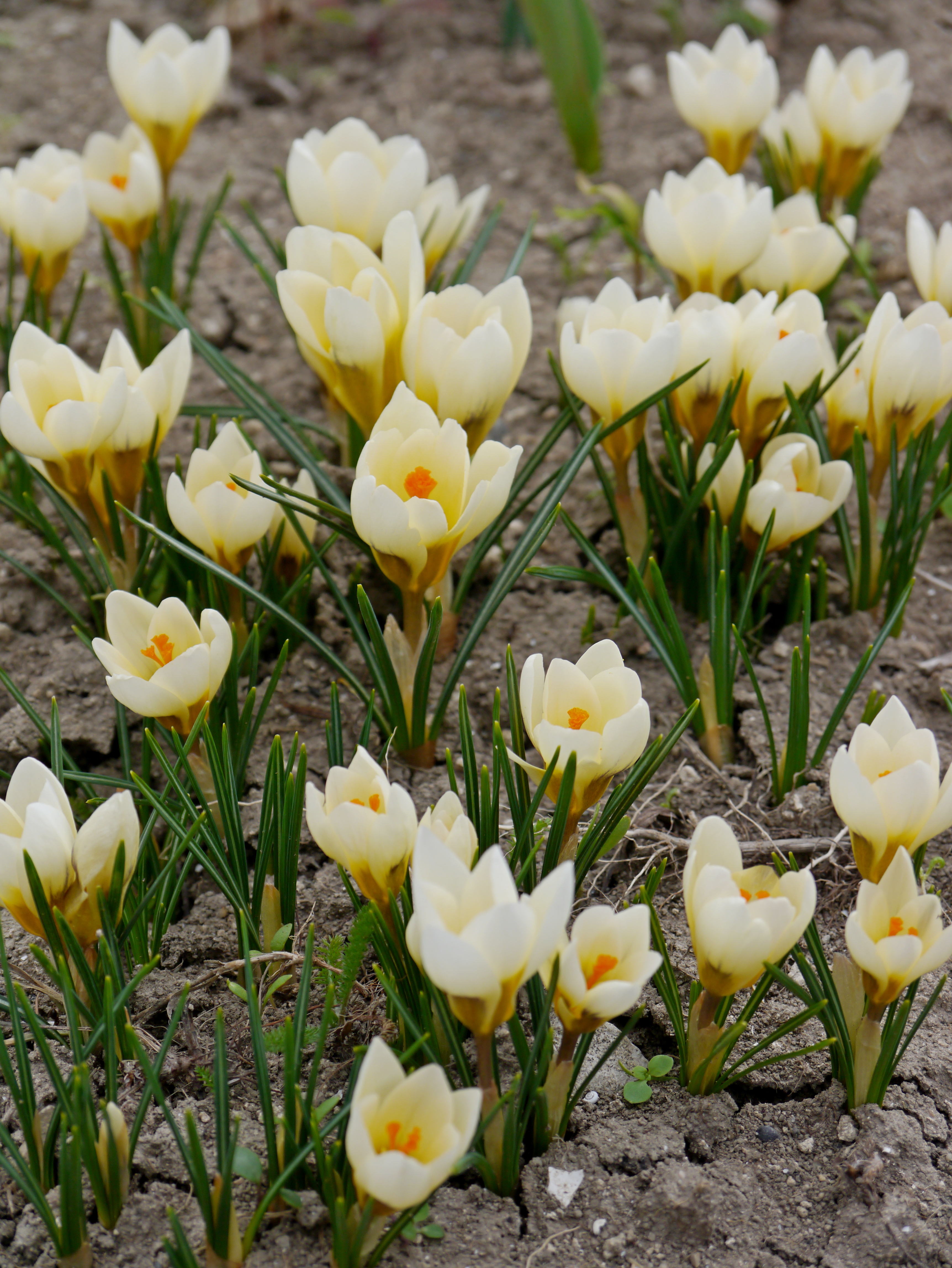 252934_Crocus chrysanthus Cream Beauty Nahaufnahme zahlreicher weißgelber Krokusblüten mit orangefarbenen Staubgefäßen zwischen grünen Blättern auf trockenem Gartenboden