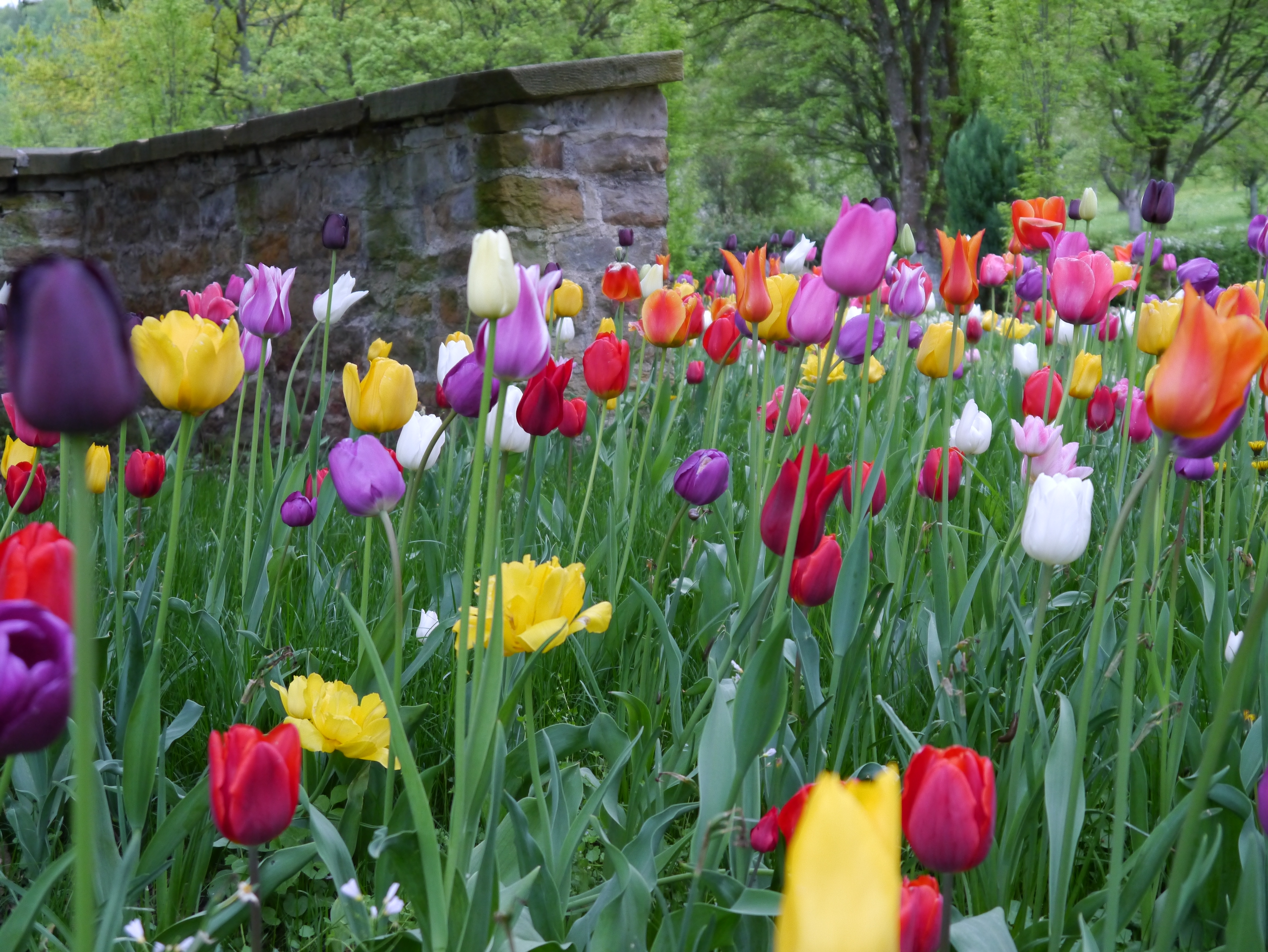 Nahaufnahme eines bunten Tulpenbeets mit roten, gelben, violetten und weißen Tulpen vor einer alten Natursteinmauer in einem Park