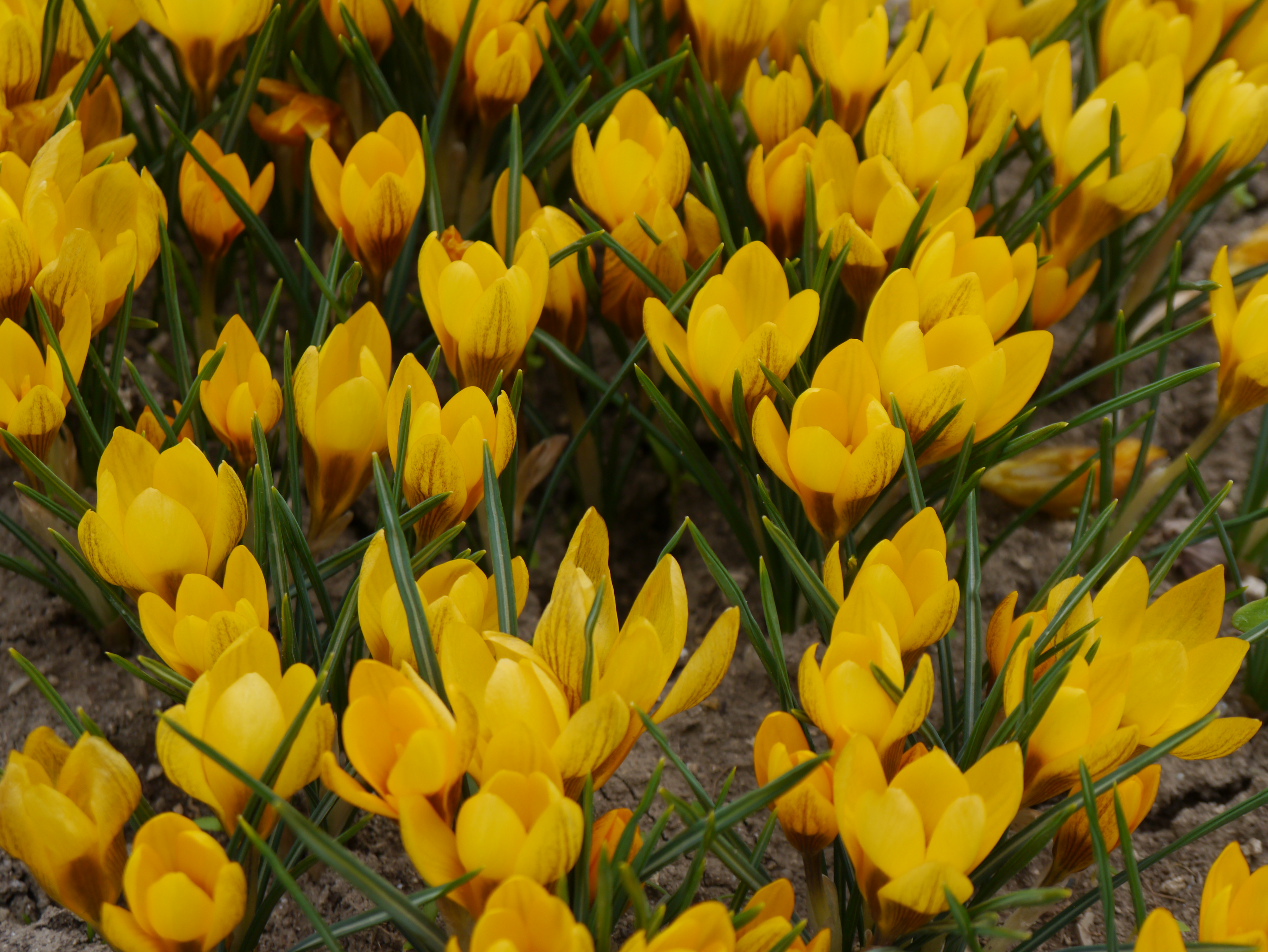 Nahaufnahme mehrerer gelber Krokusblüten im Beet mit schmalen grünen Blättern