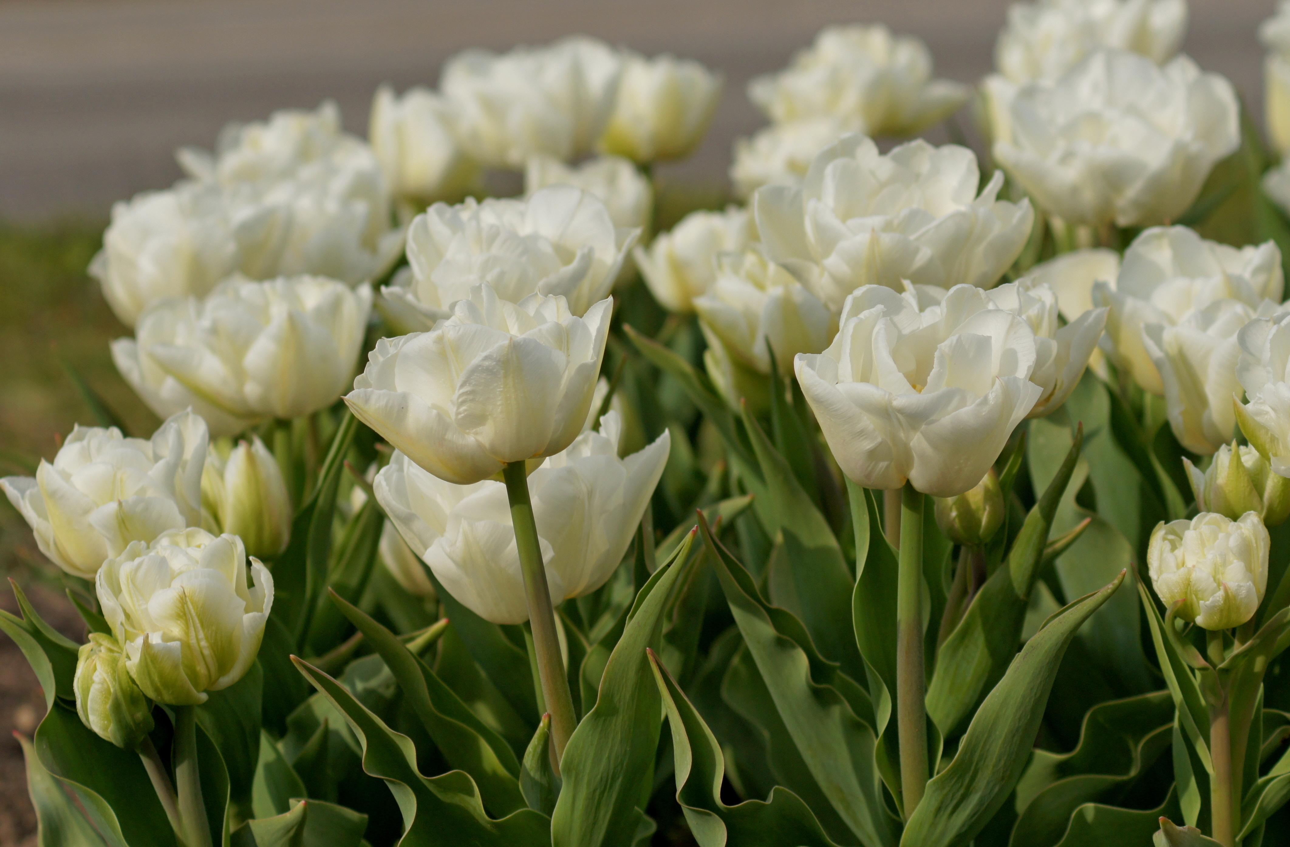 223662_Gef. späte Tulpen Mount Tacoma_2 Nahaufnahme weißer gefüllter Tulpen in einem Beet mit grünen Blättern, ideale Frühlingsdeko oder Schnittblumen